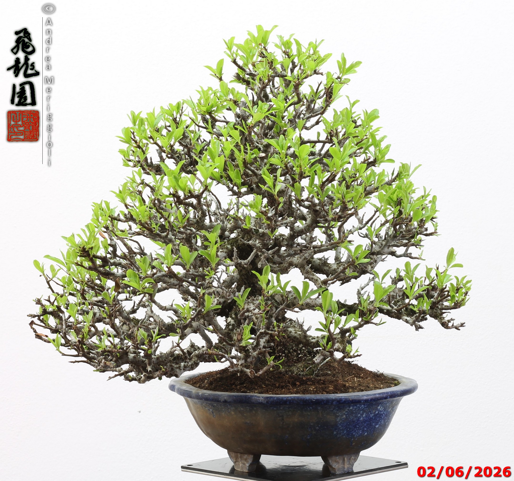 Pyracantha - immagine 10