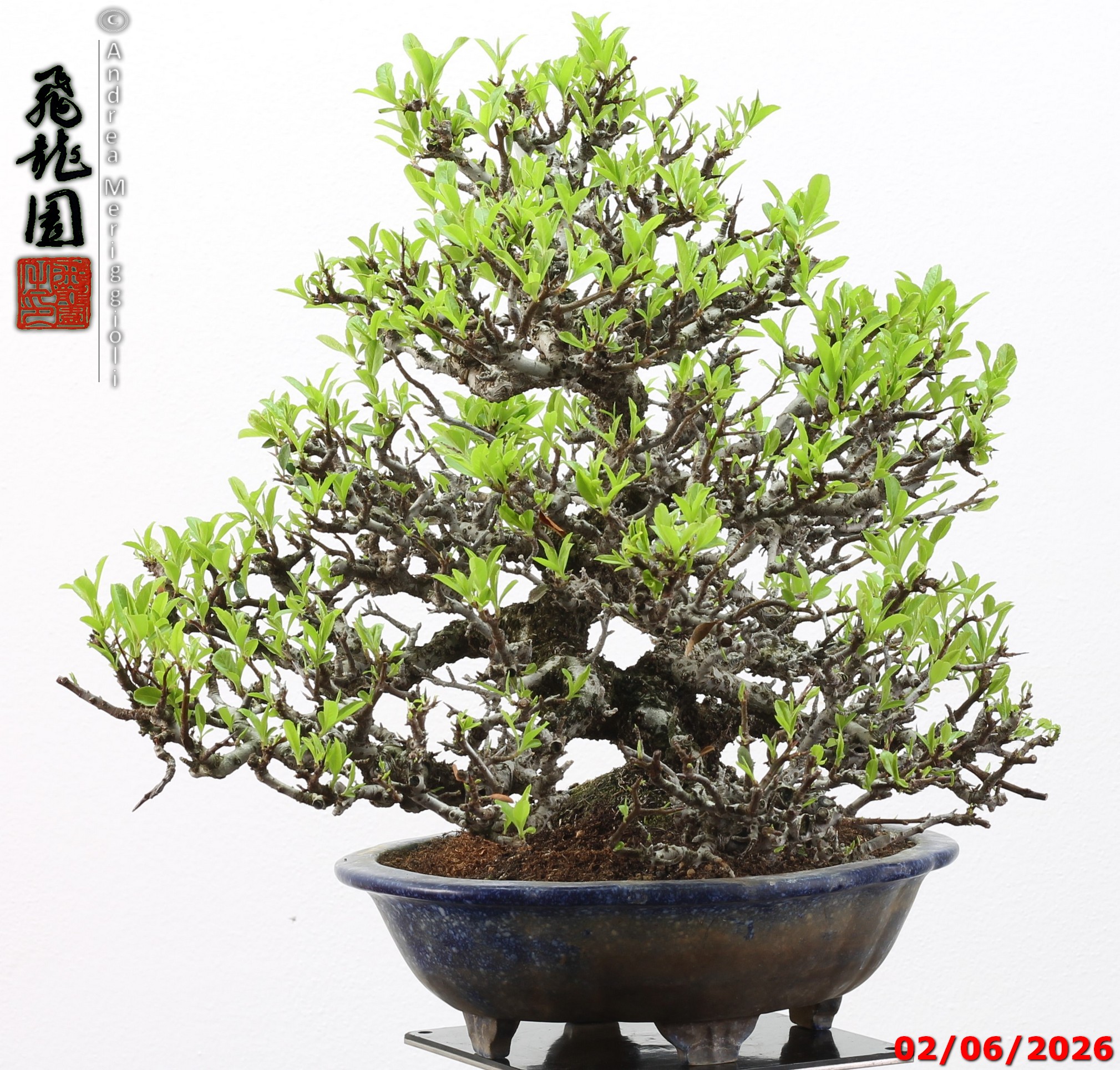 Pyracantha - immagine 8