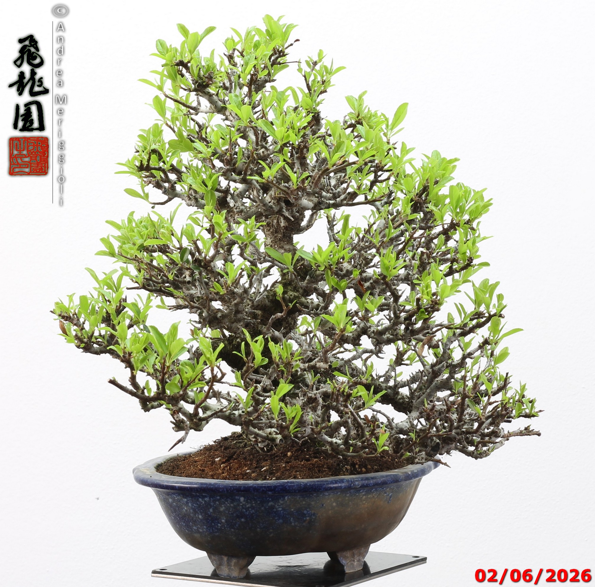 Pyracantha - immagine 7