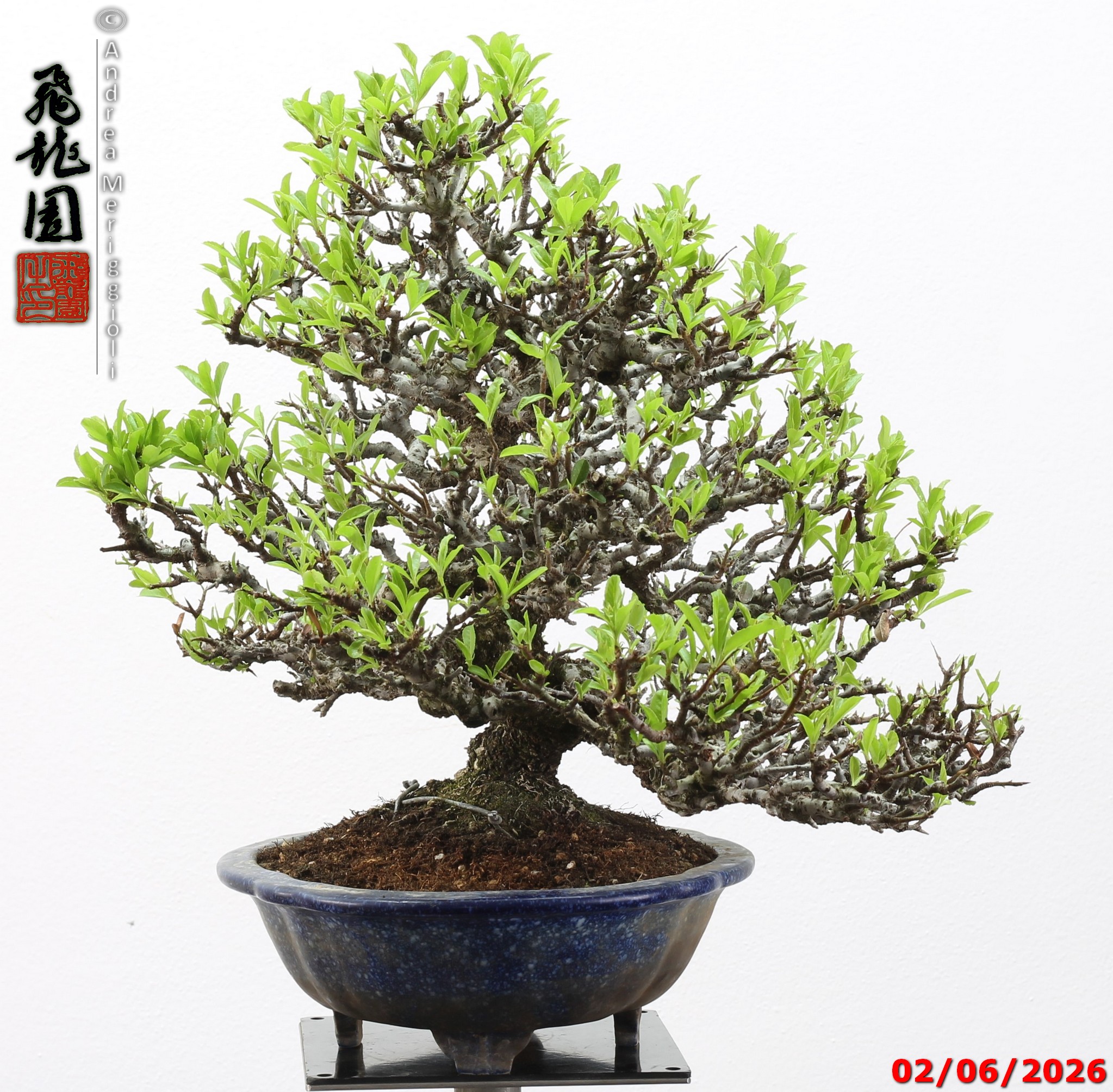 Pyracantha - immagine 6