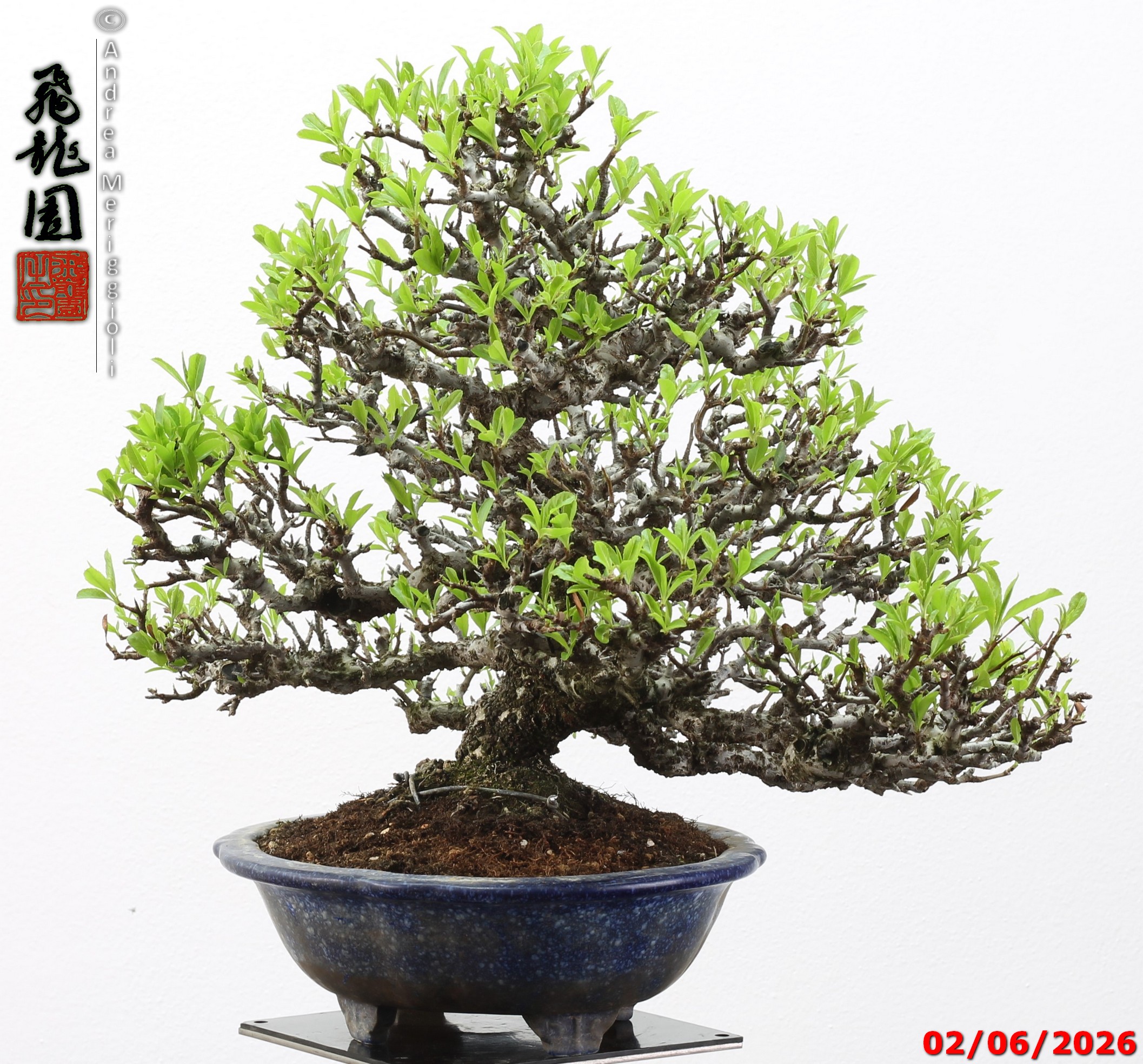 Pyracantha - immagine 5