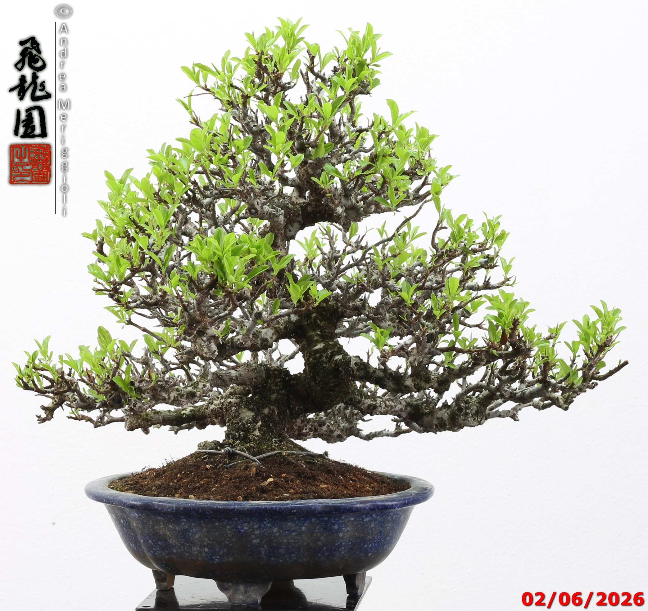 Pyracantha - immagine 3