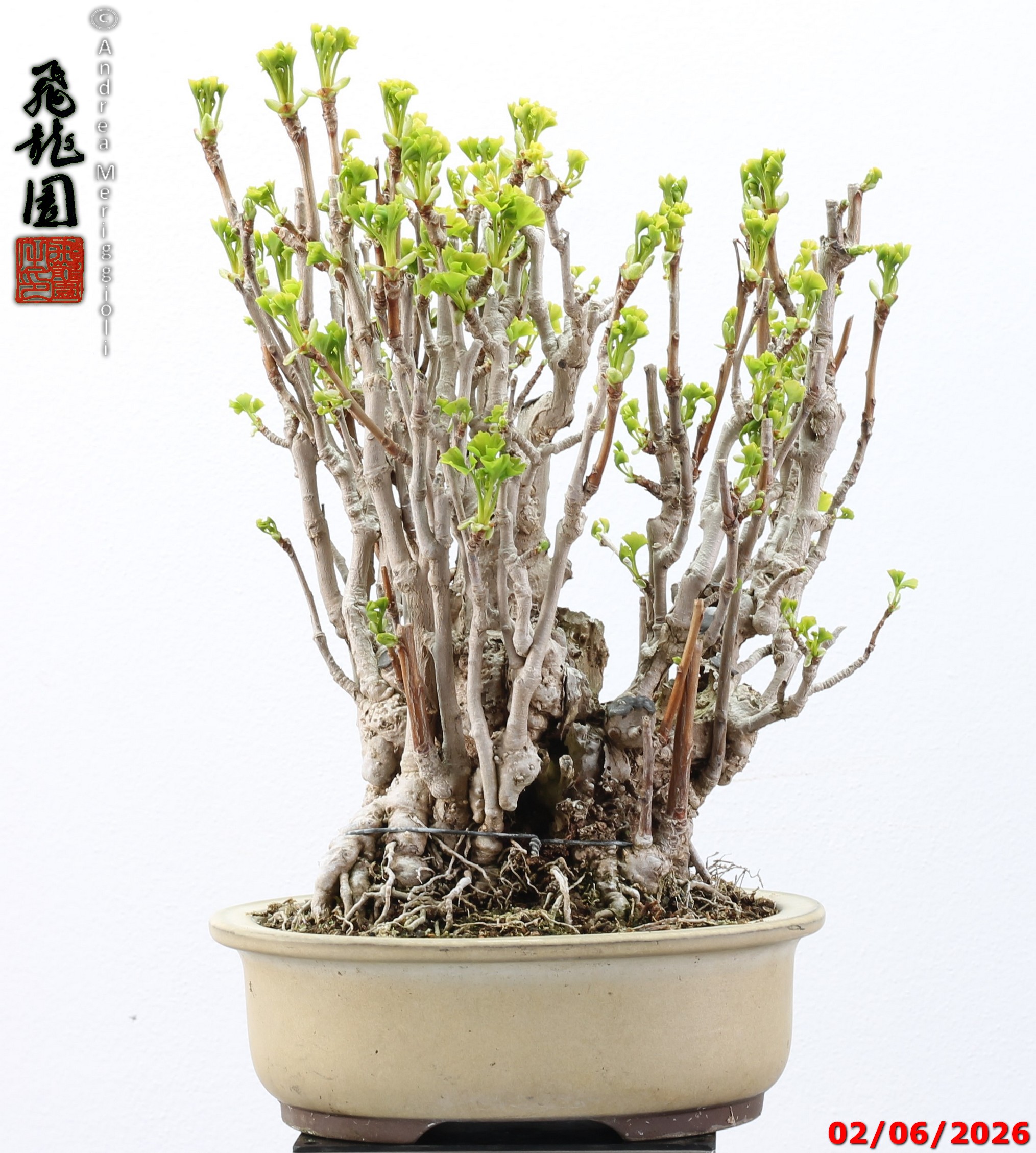 Ginko biloba - Image 11