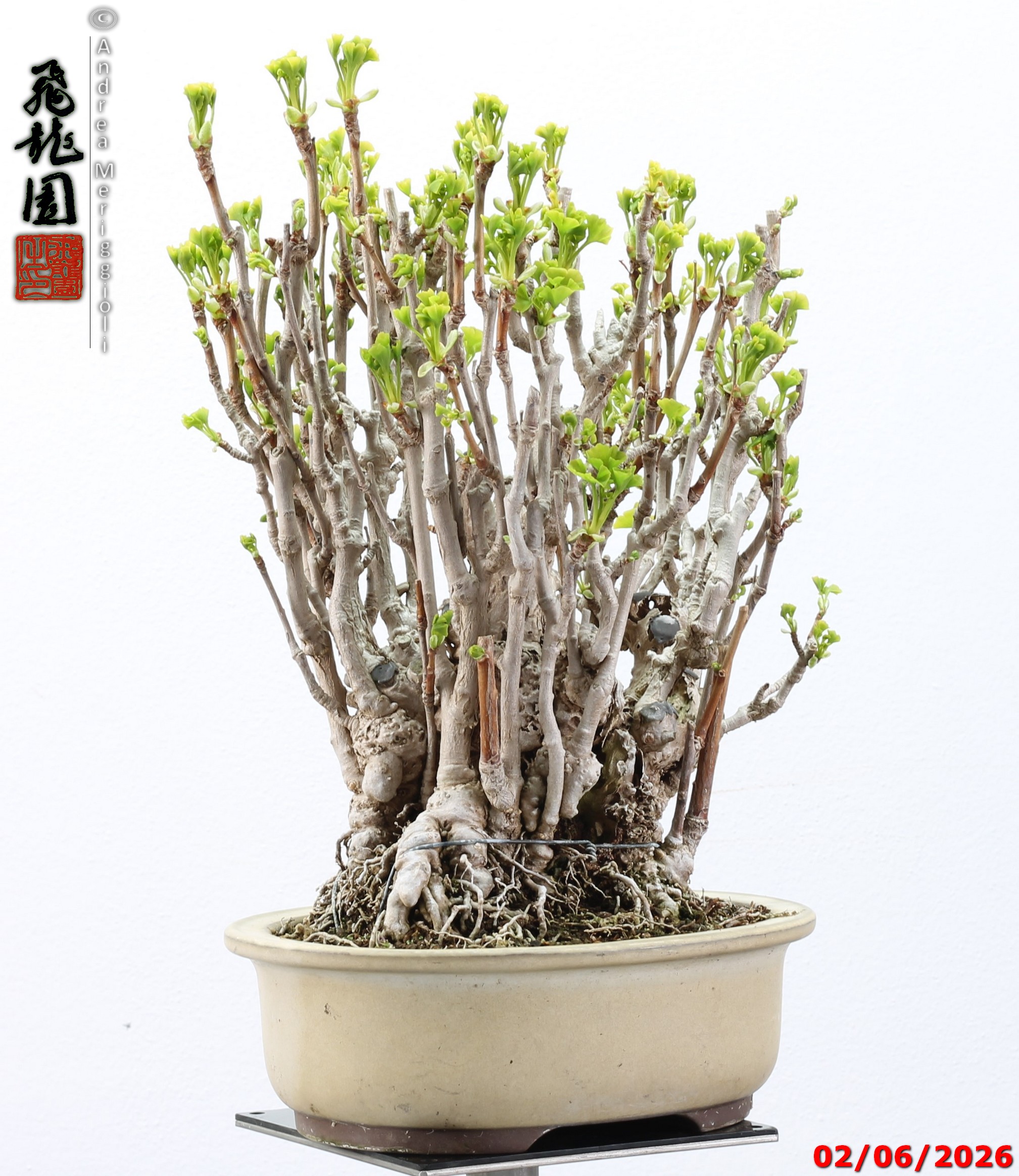 Ginko biloba - Image 10
