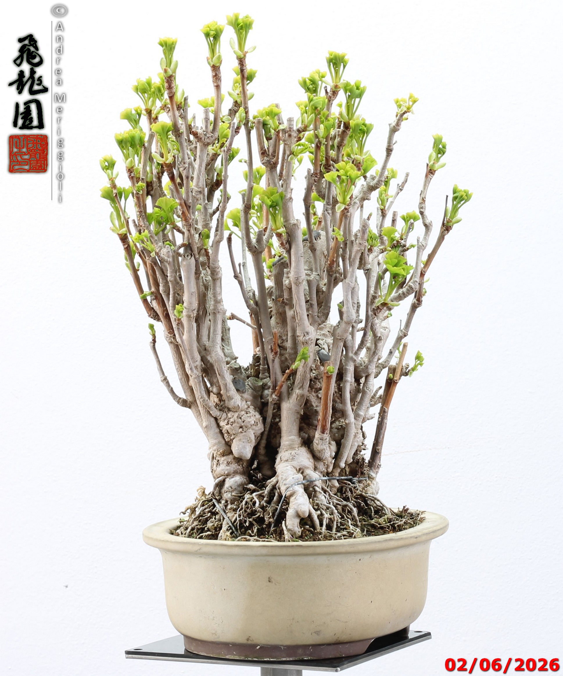 Ginko biloba - Image 9