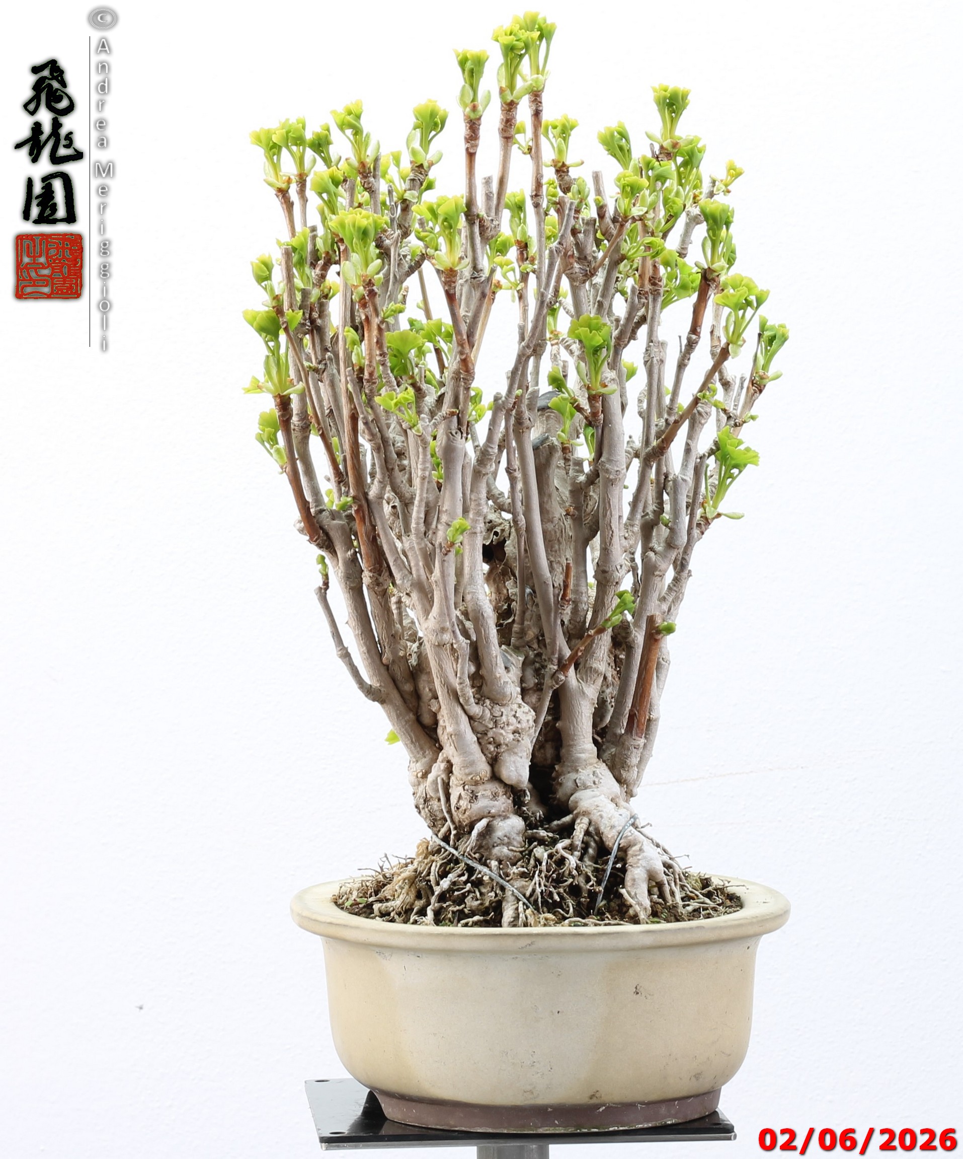 Ginko biloba - Image 8