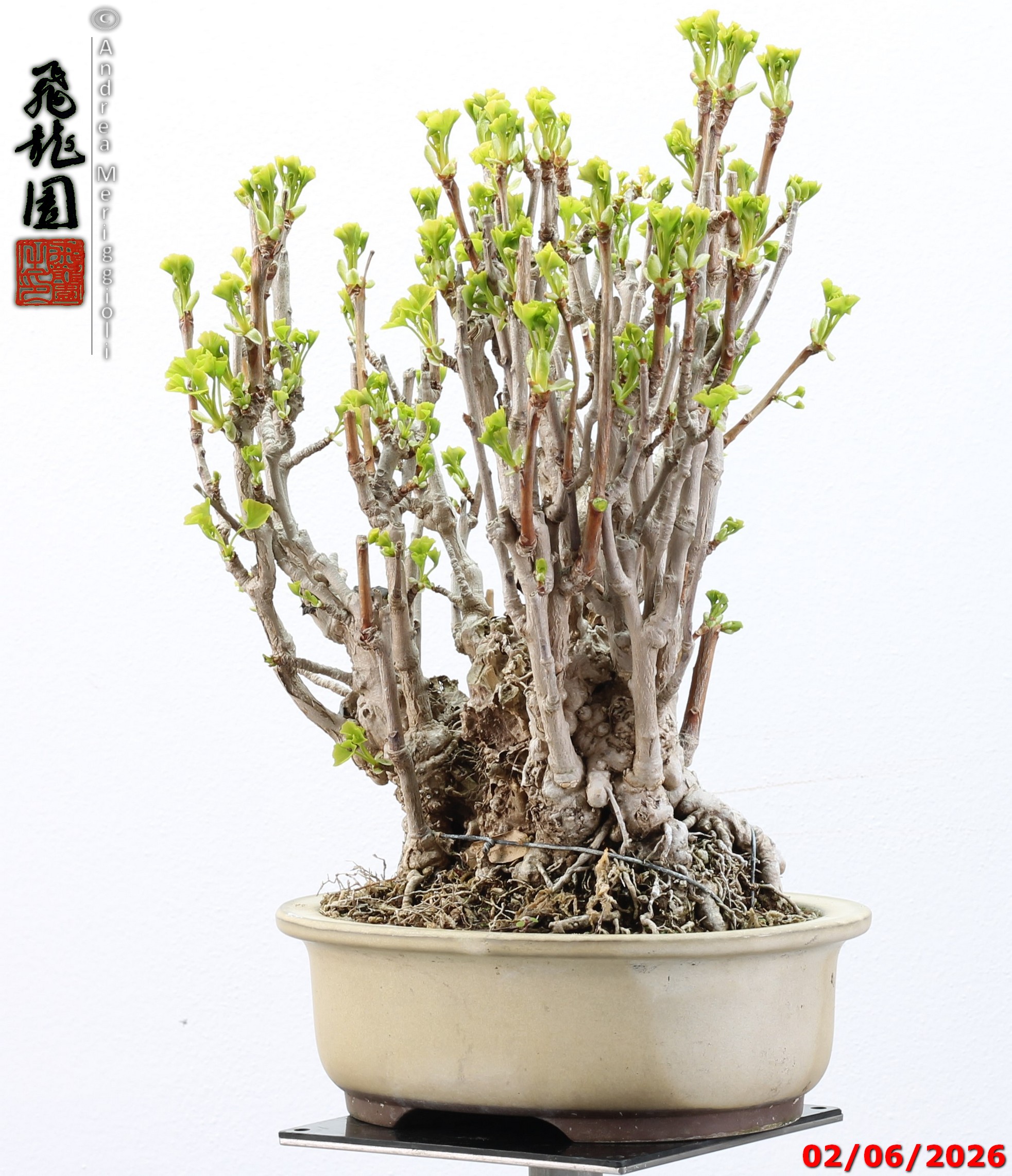 Ginko biloba - Image 7