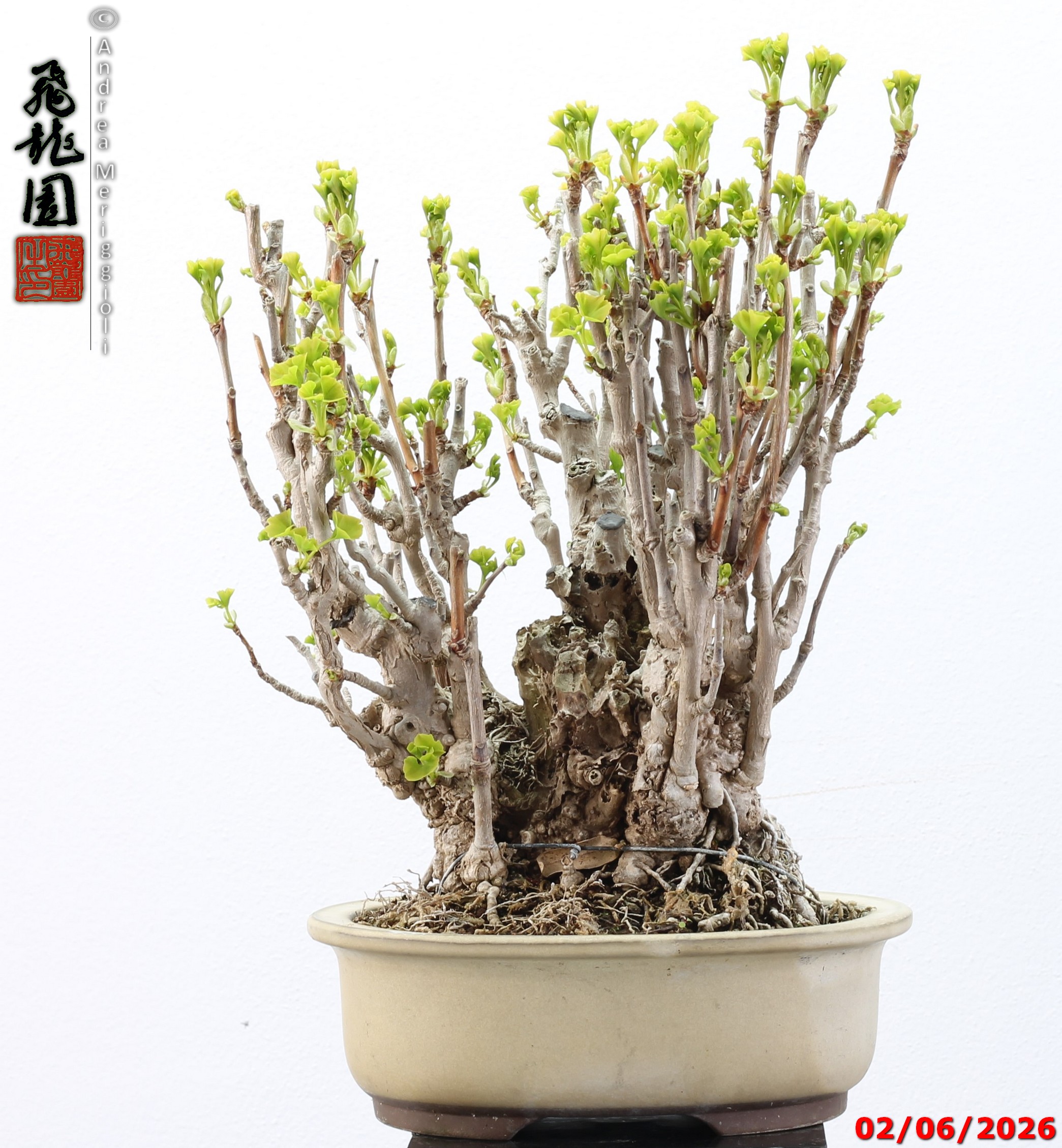 Ginko biloba - Image 6