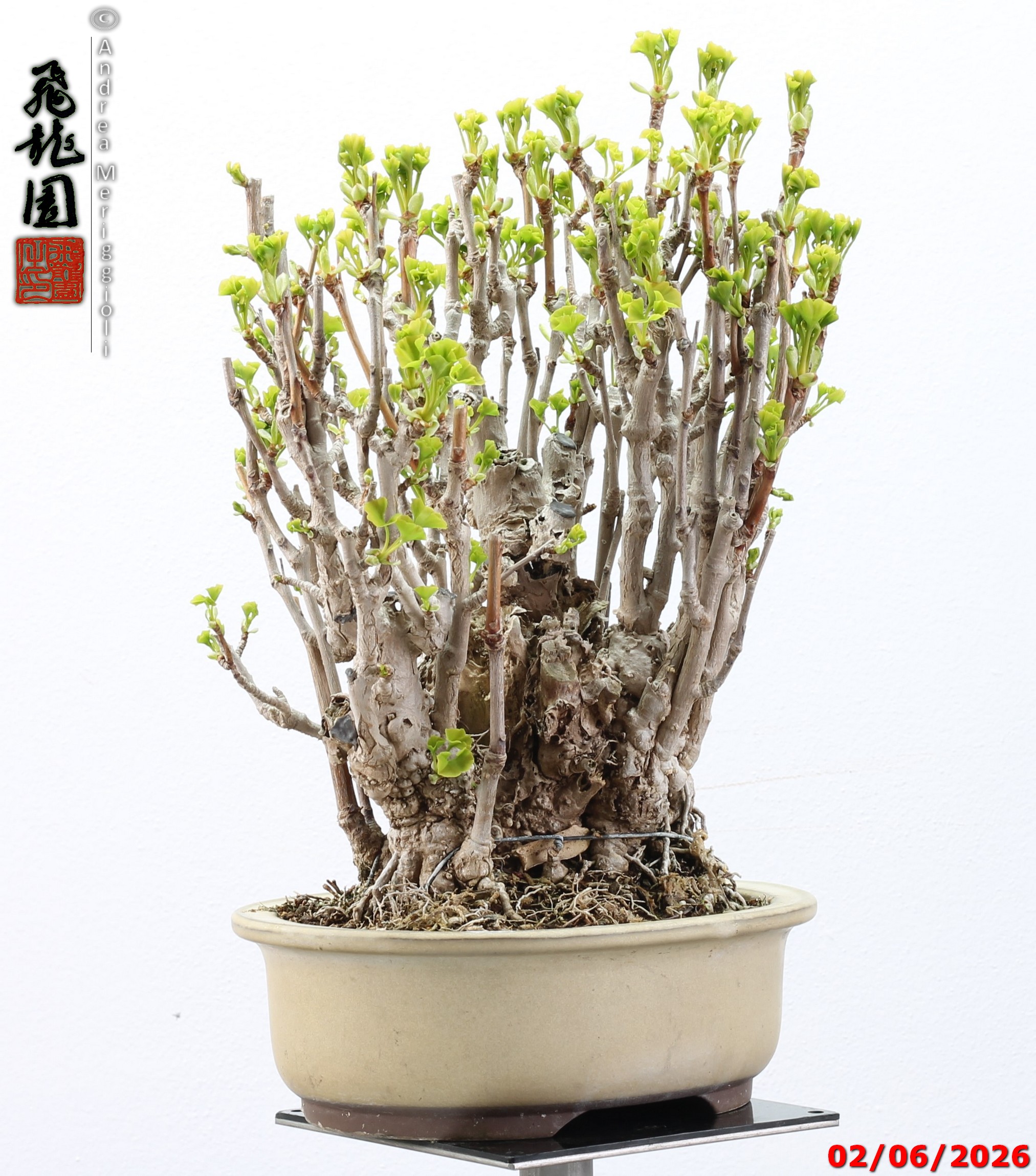 Ginko biloba - Image 5