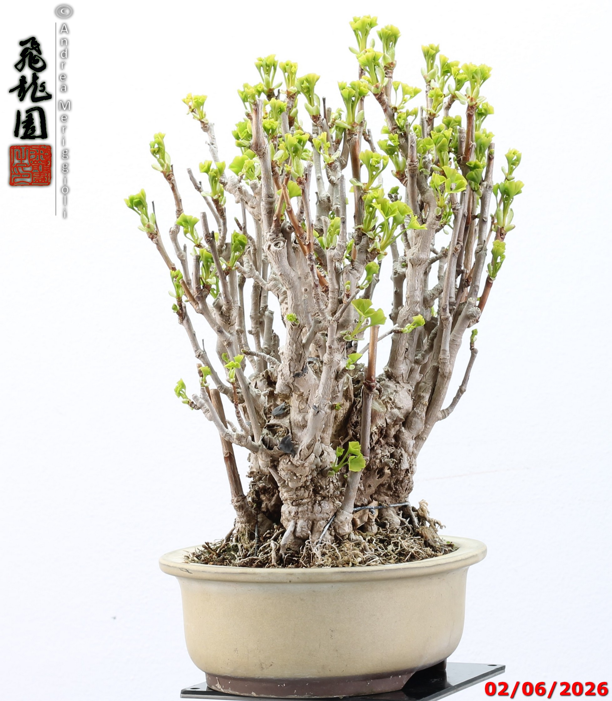 Ginko biloba - Image 4