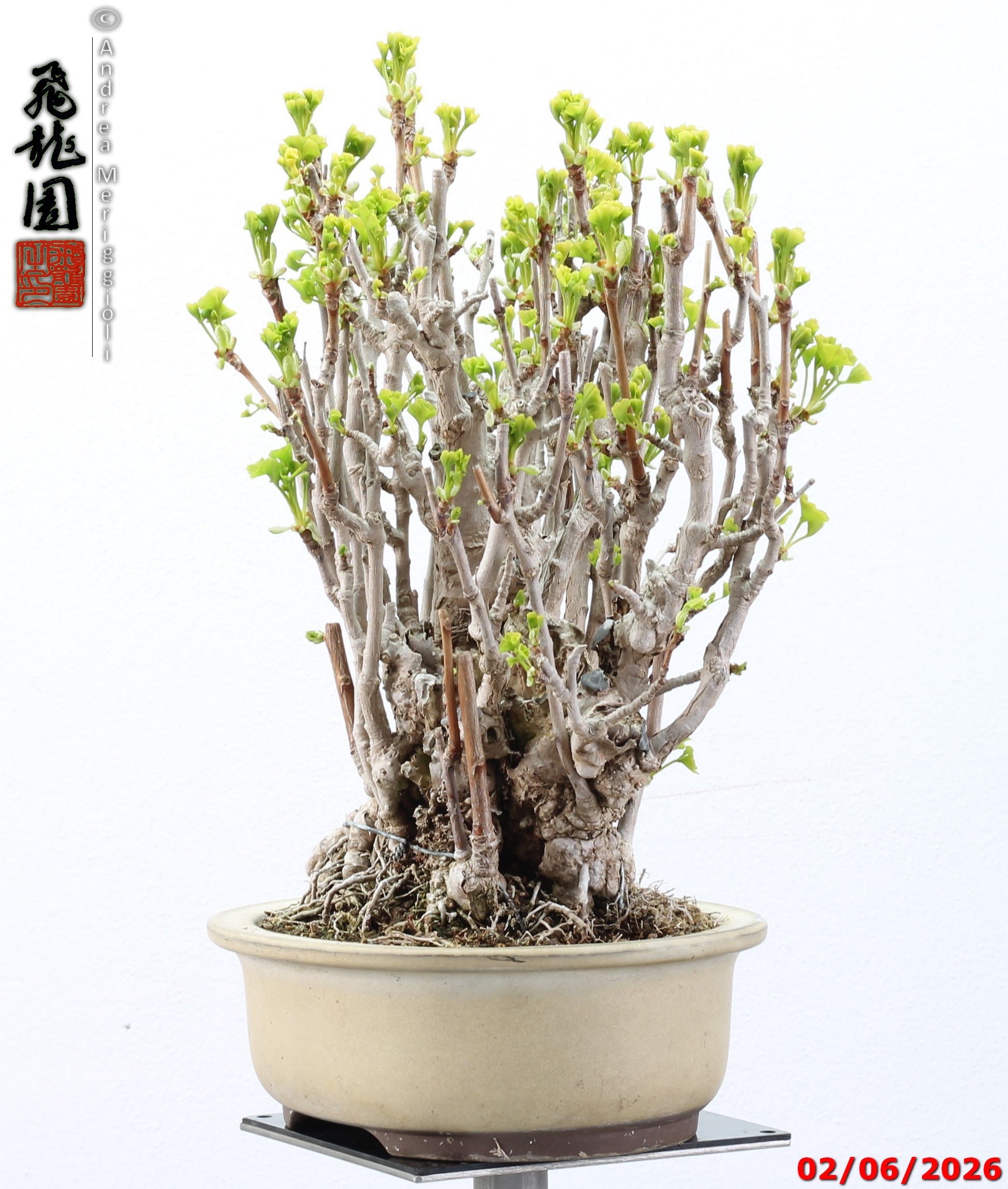 Ginko biloba - Image 3