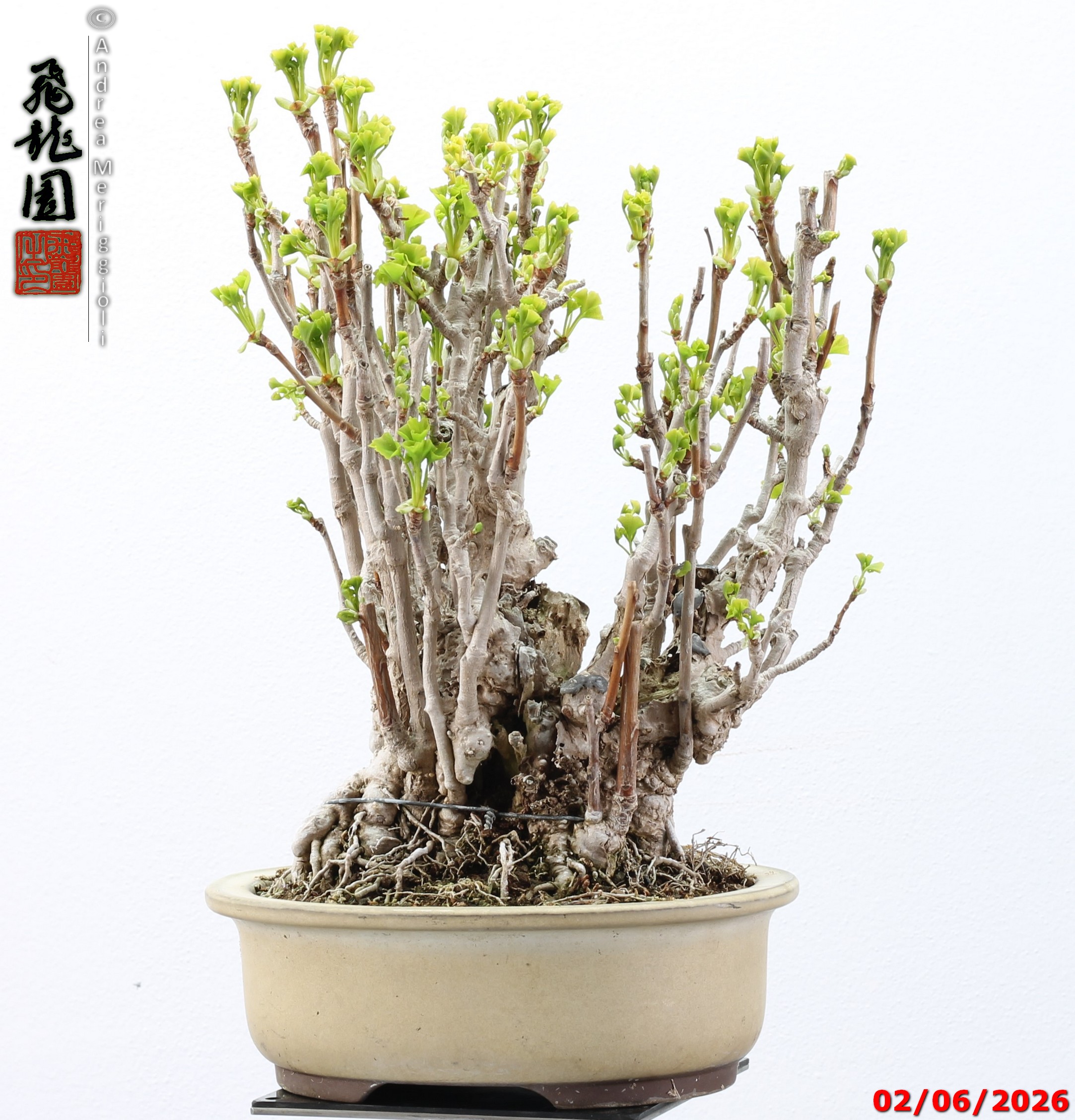 Ginko biloba - Image 2