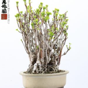 Ginko biloba