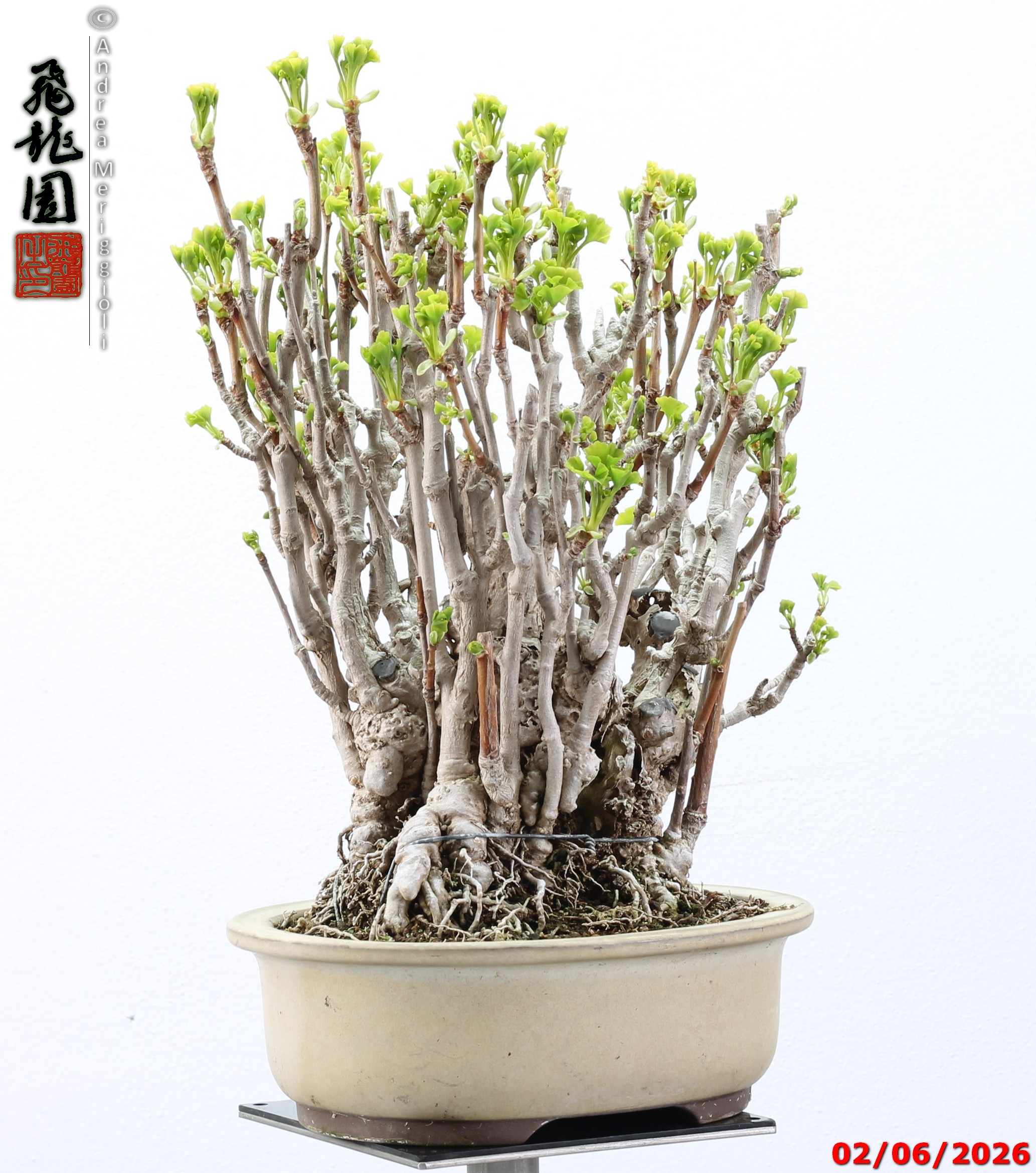 Ginko biloba