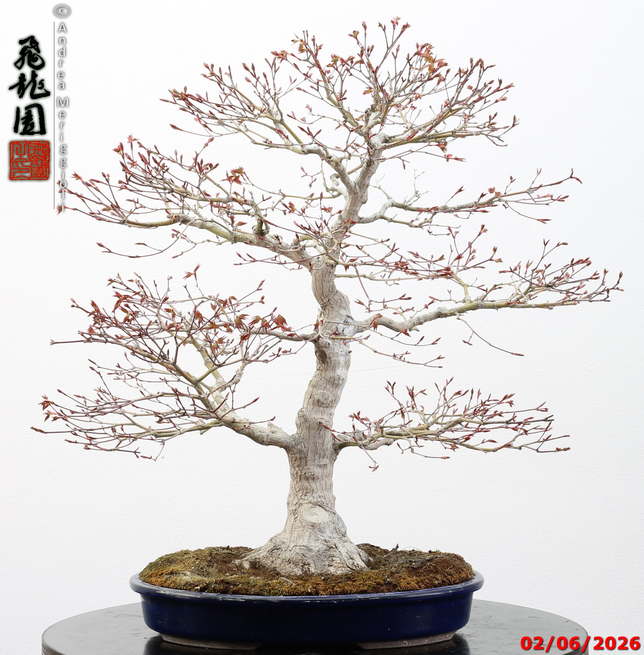 Acer palmatum - immagine 10
