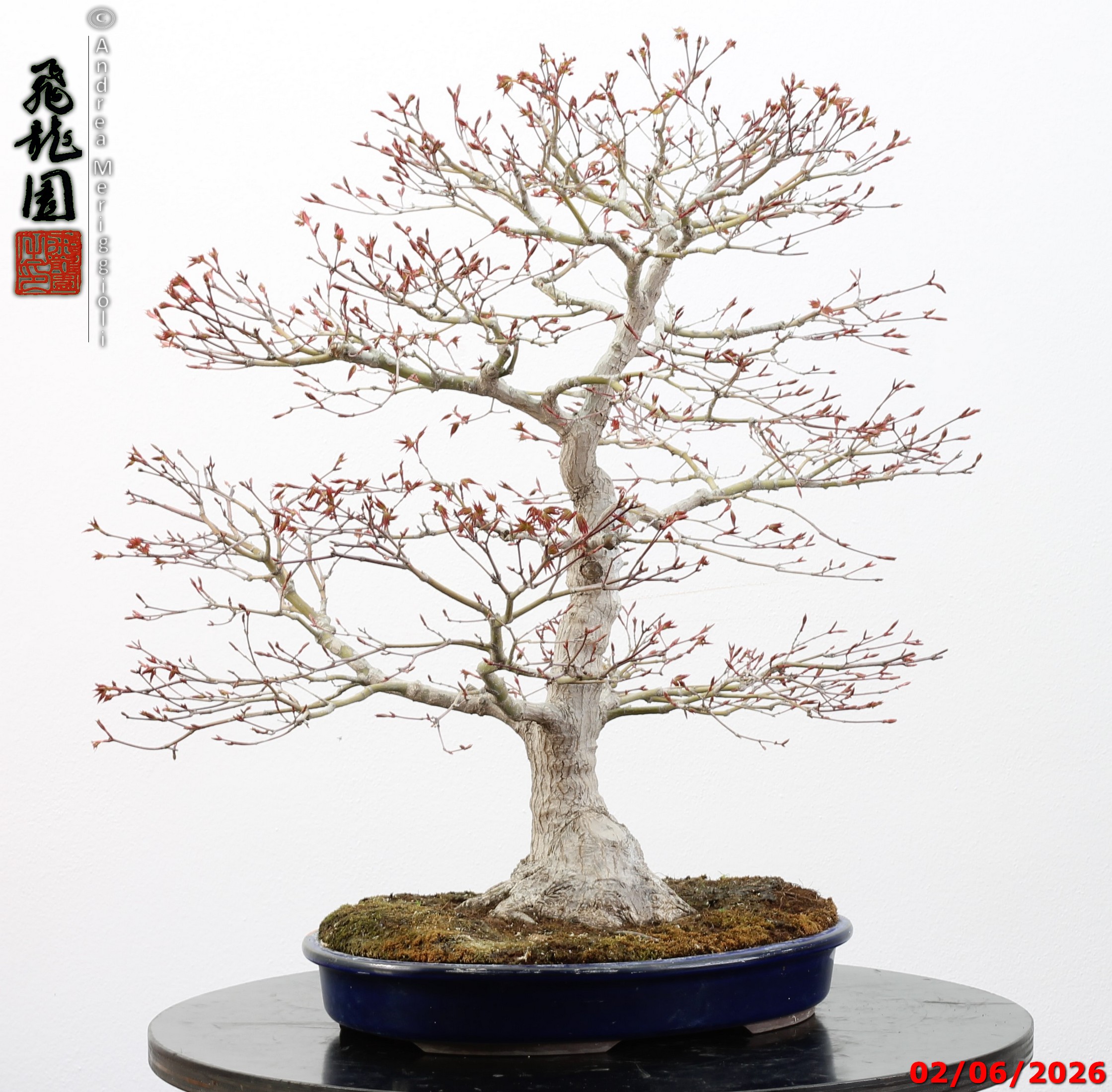Acer palmatum - immagine 9