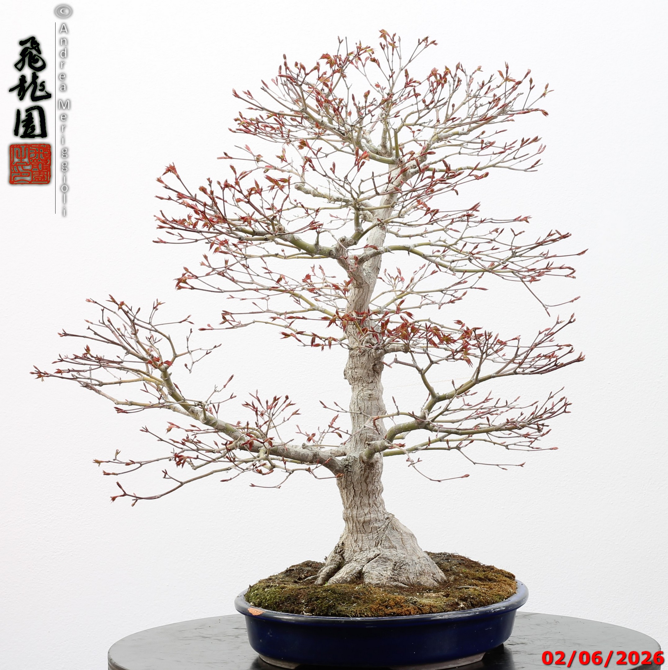 Acer palmatum - immagine 8