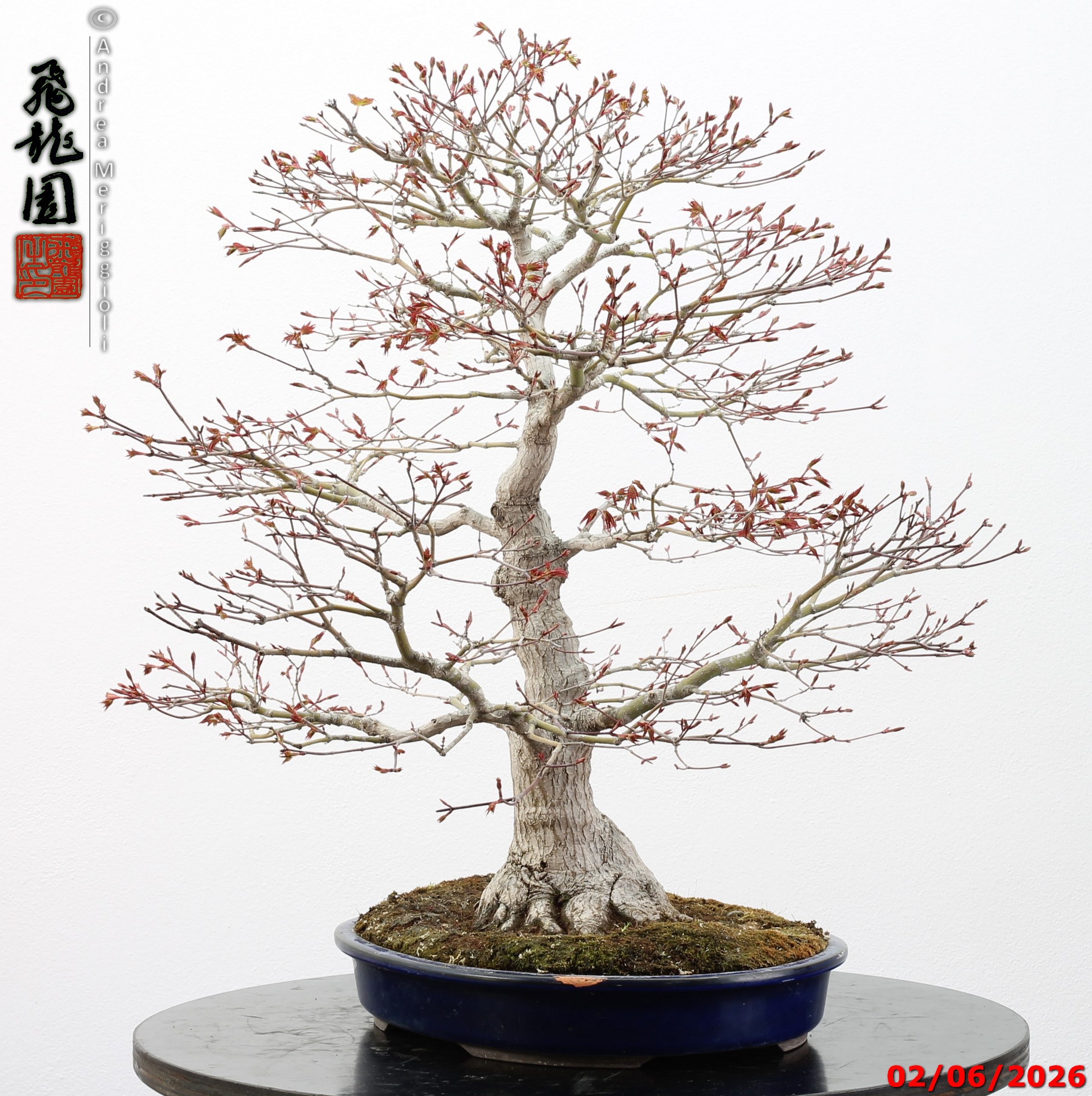 Acer palmatum - immagine 7