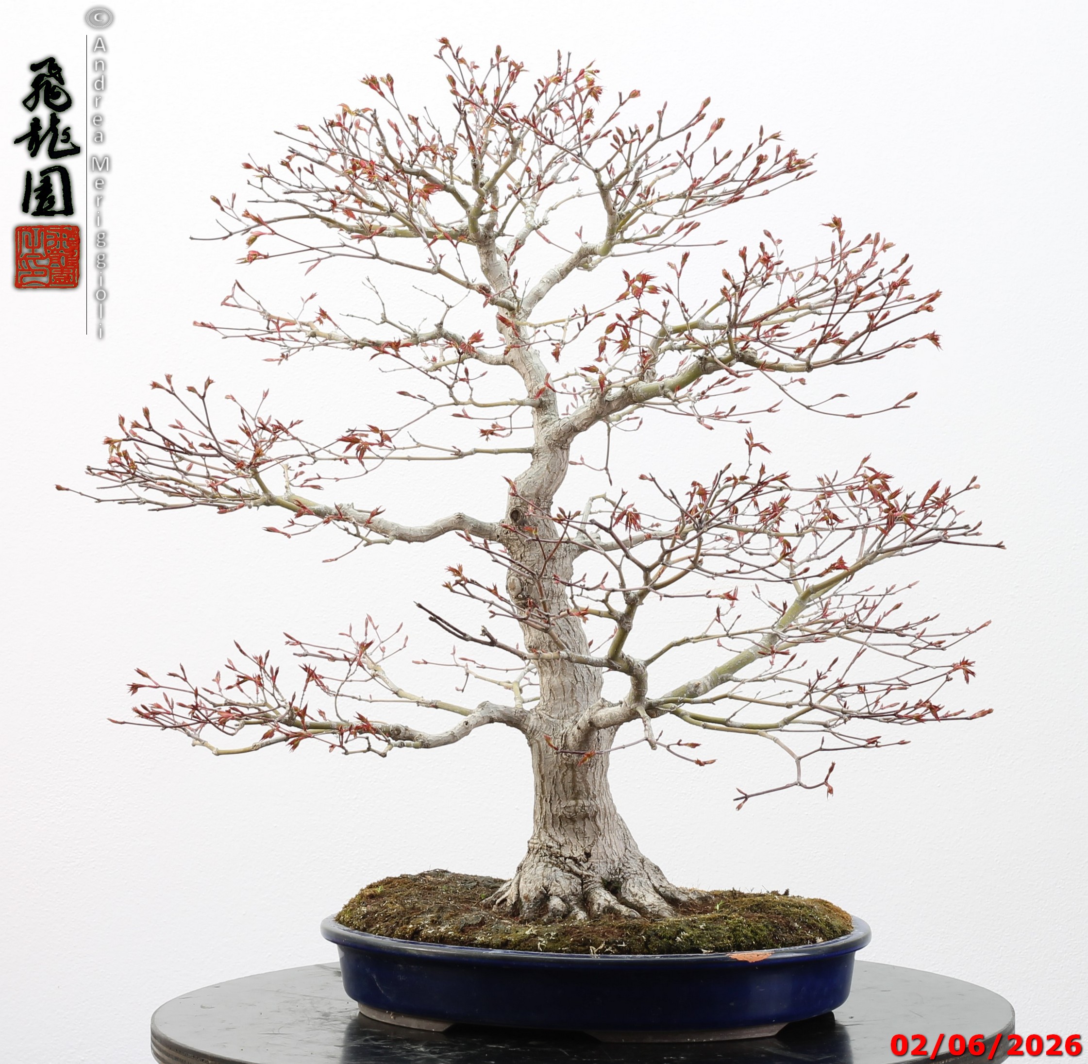 Acer palmatum - immagine 6