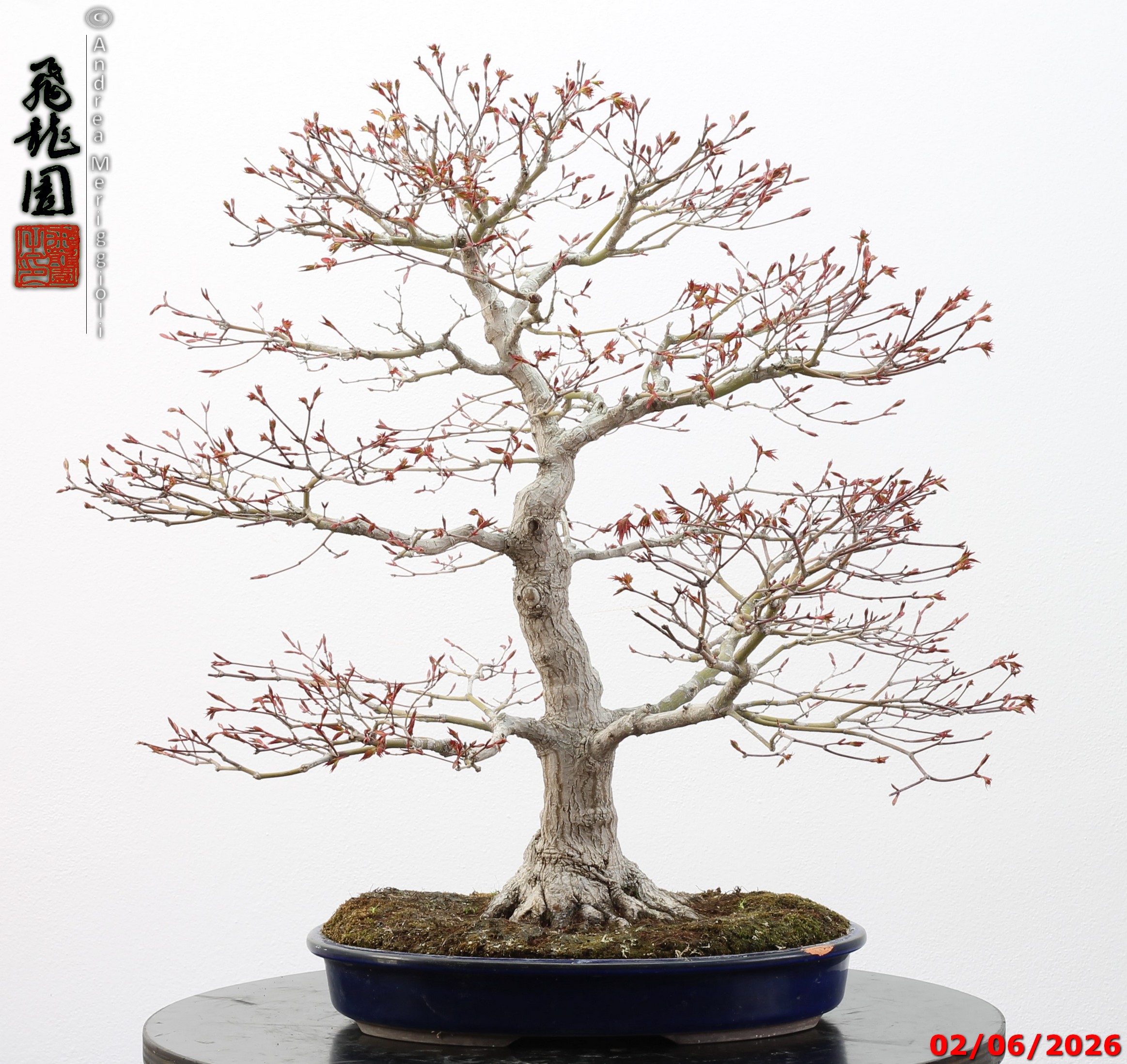 Acer palmatum - immagine 5