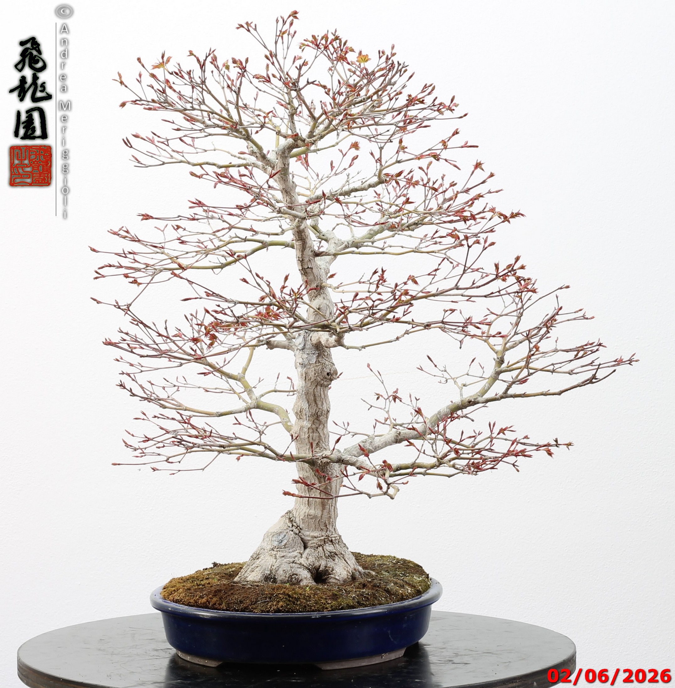Acer palmatum - immagine 4