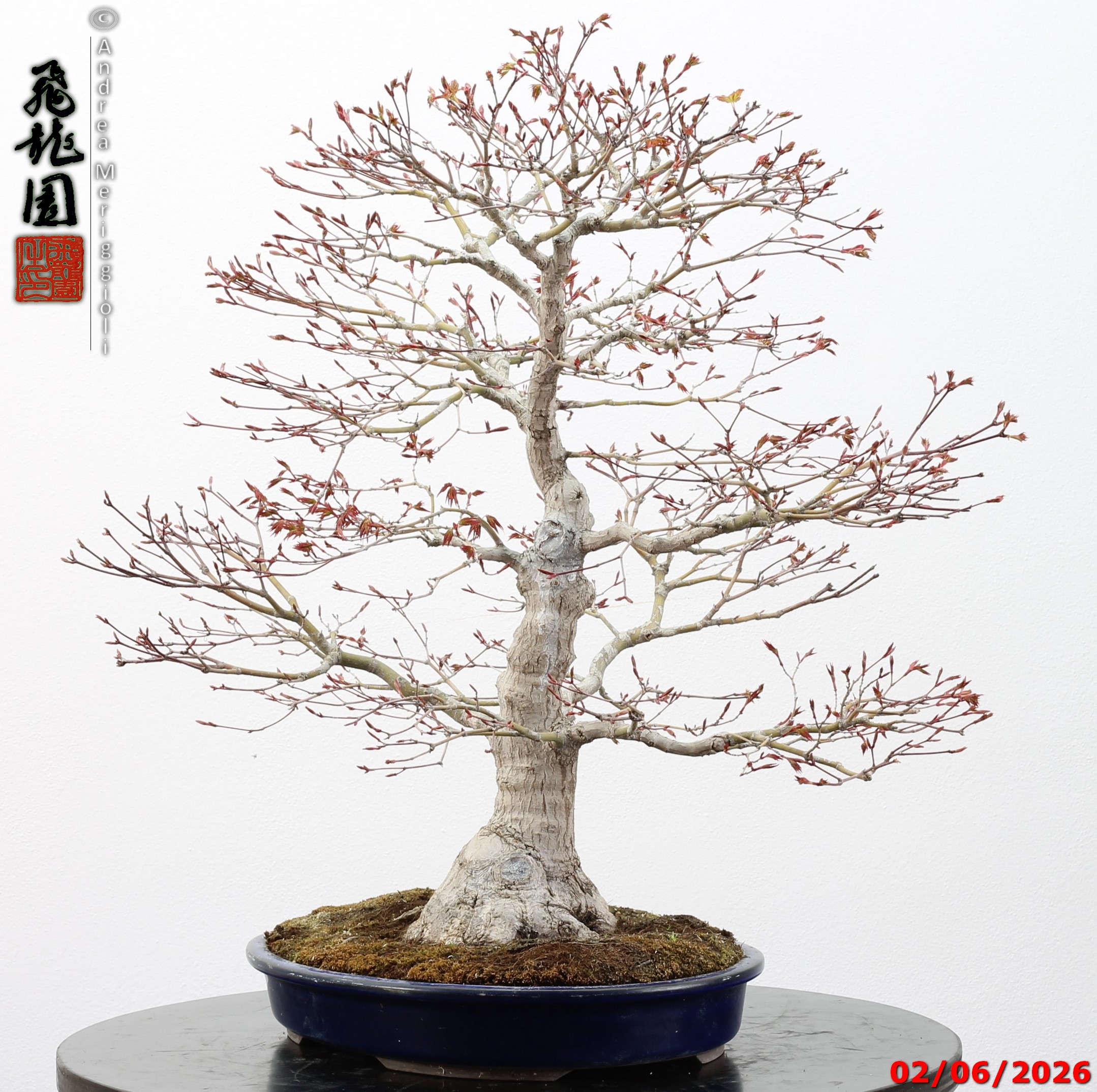 Acer palmatum - immagine 3