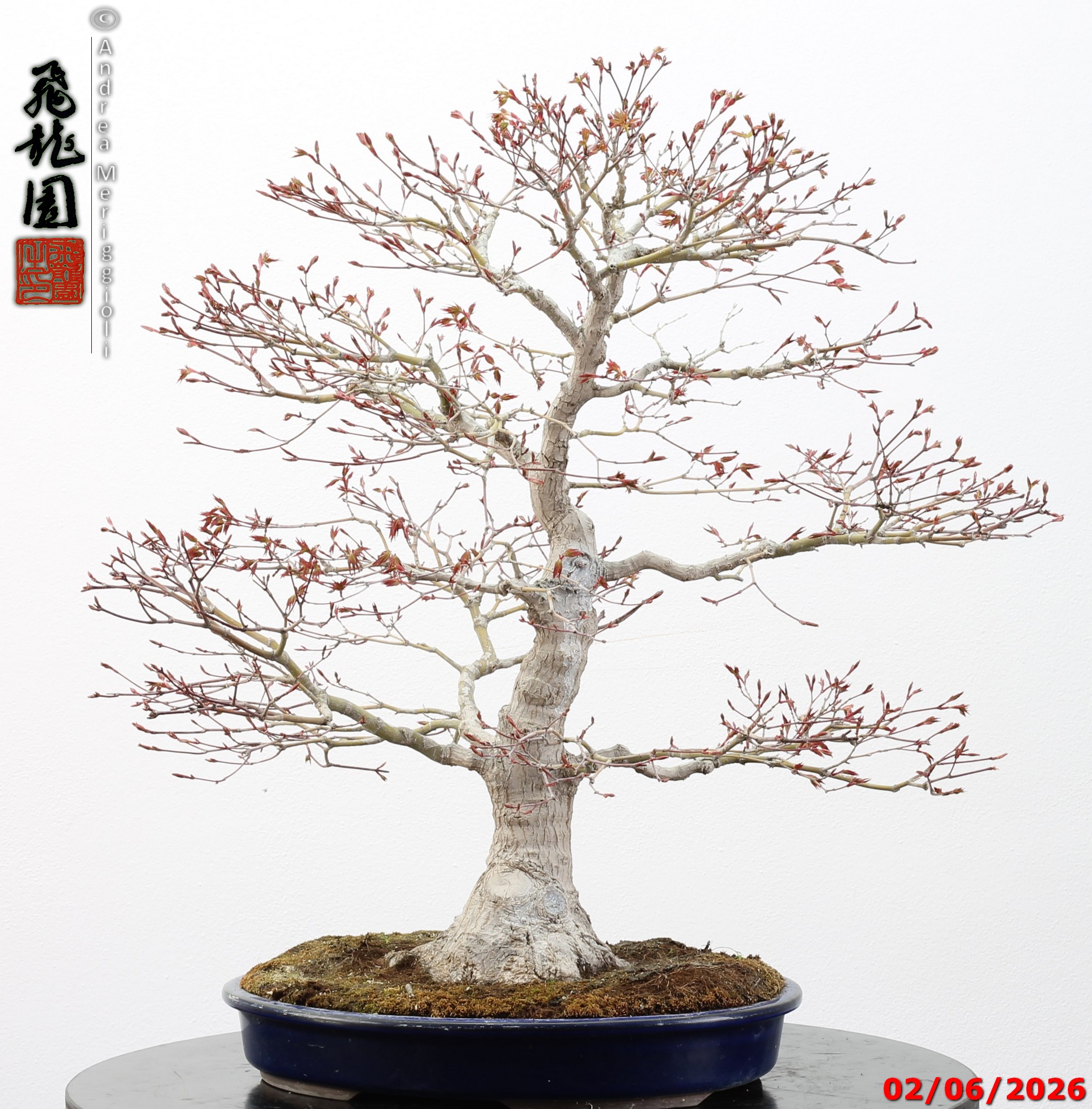 Acer palmatum - immagine 2