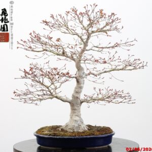 Acer palmatum