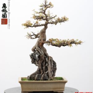 Acer buergerianum ishizuki
