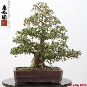 Rhododendron azalea Aoi-no-hikari
