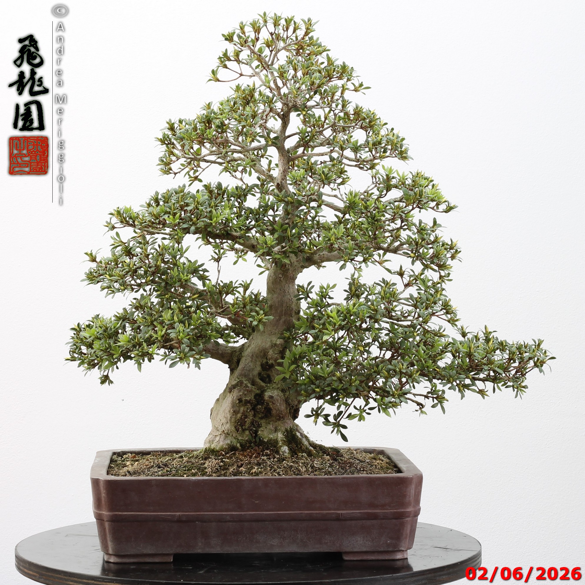 Rhododendron azalea Aoi-no-hikari