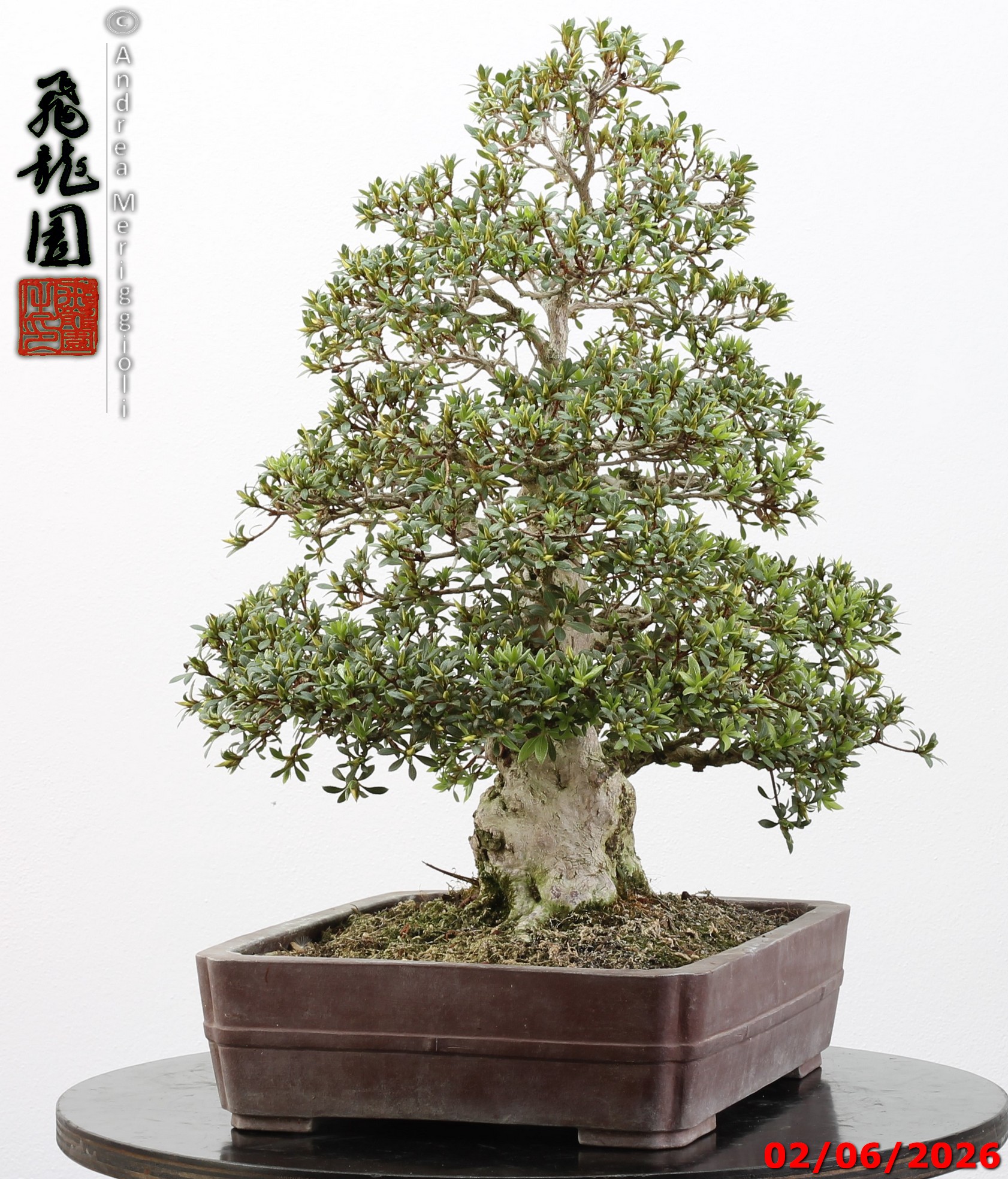 Rhododendron azalea Aoi-no-hikari - Image 2