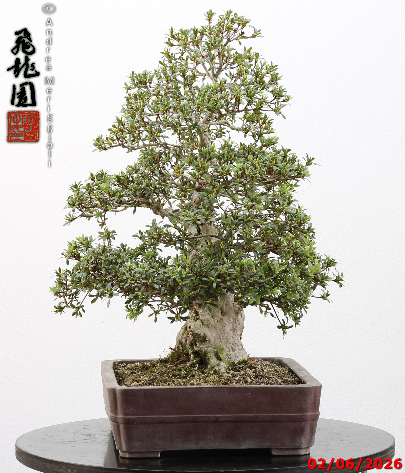 Rhododendron azalea Aoi-no-hikari - Image 3