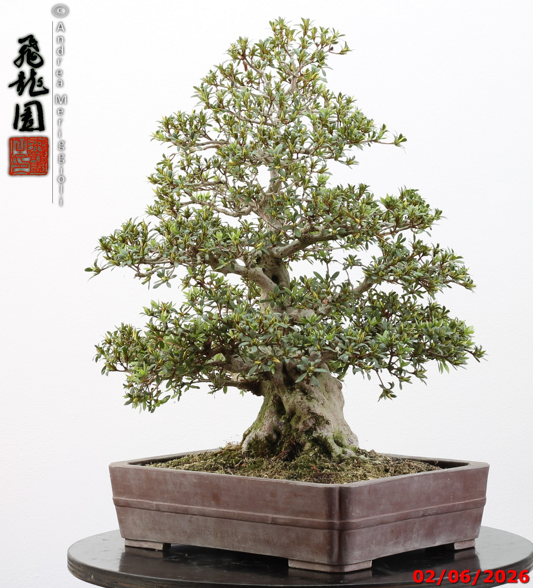 Rhododendron azalea Aoi-no-hikari - Image 4