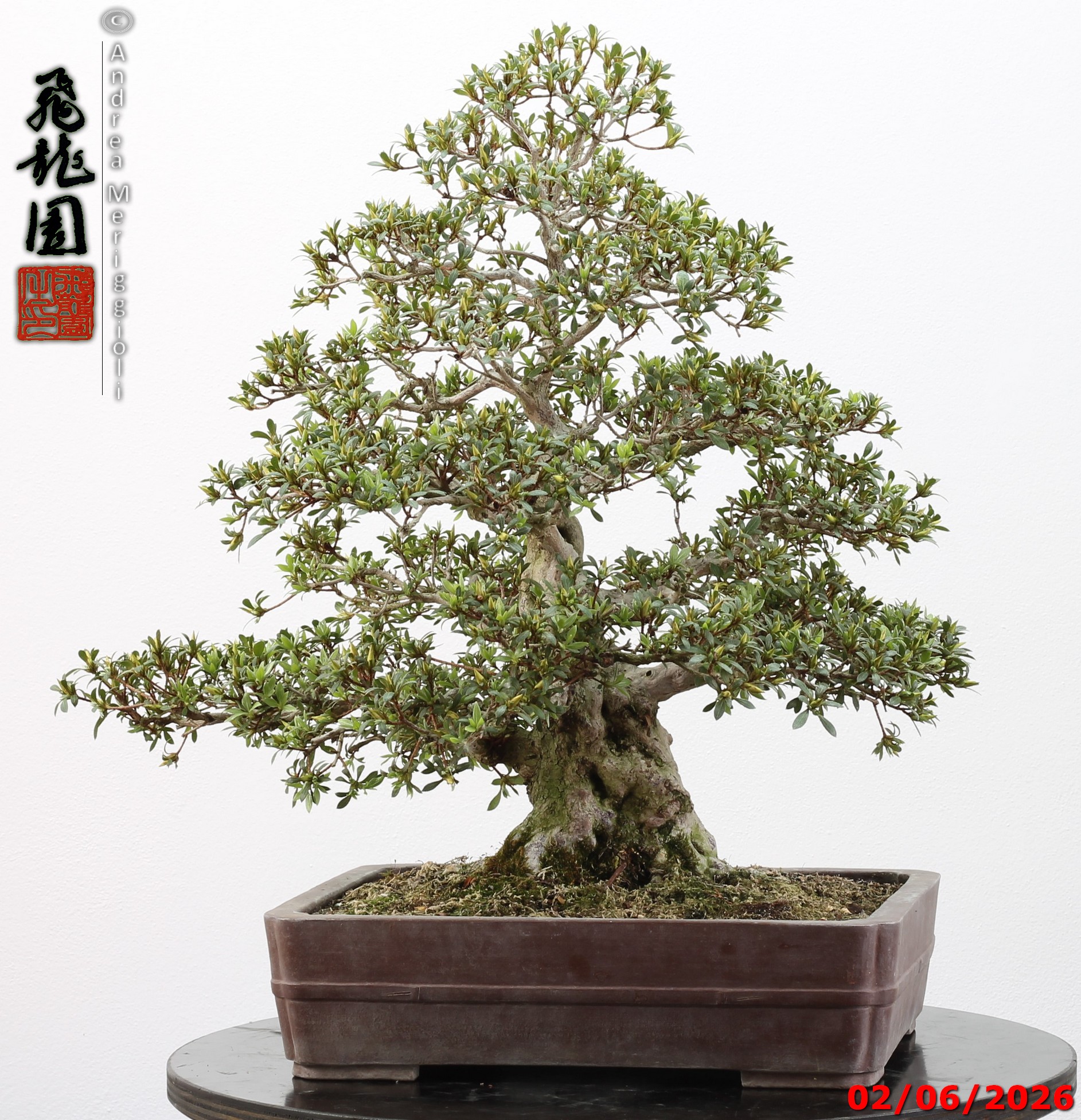 Rhododendron azalea Aoi-no-hikari - Image 5