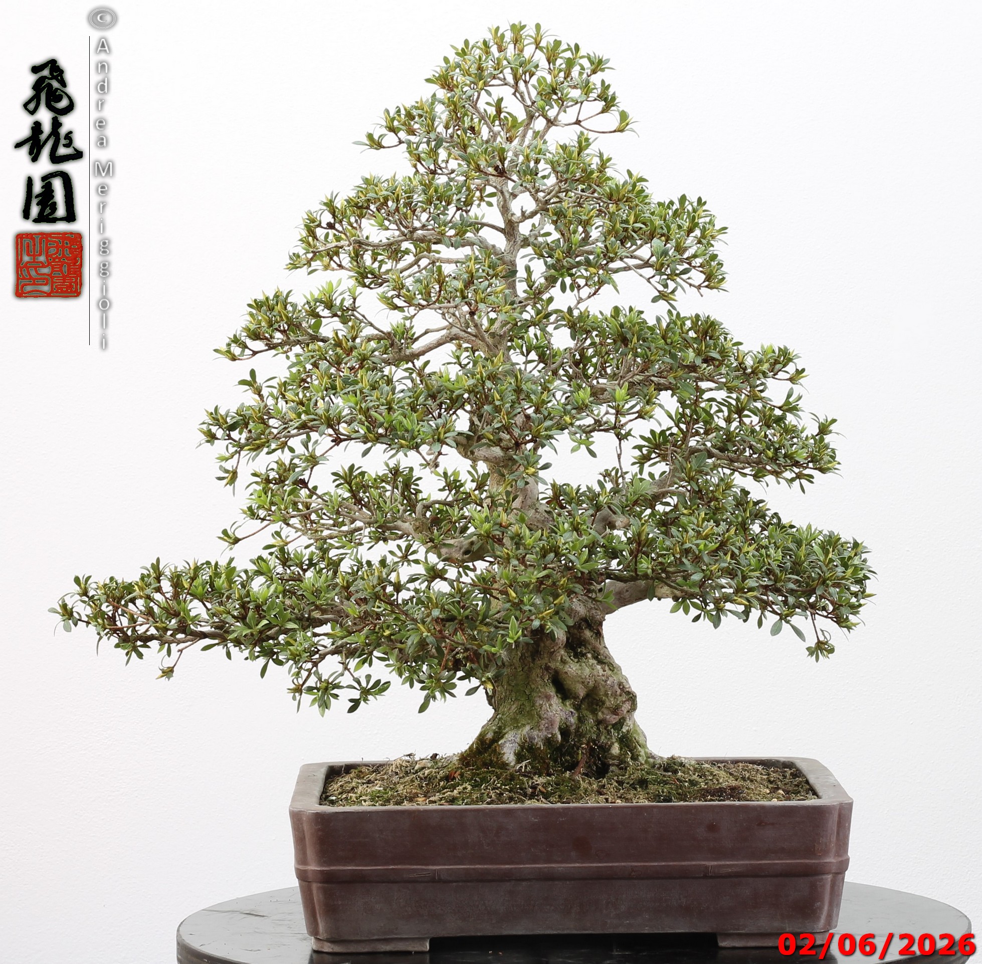 Rhododendron azalea Aoi-no-hikari - Image 6
