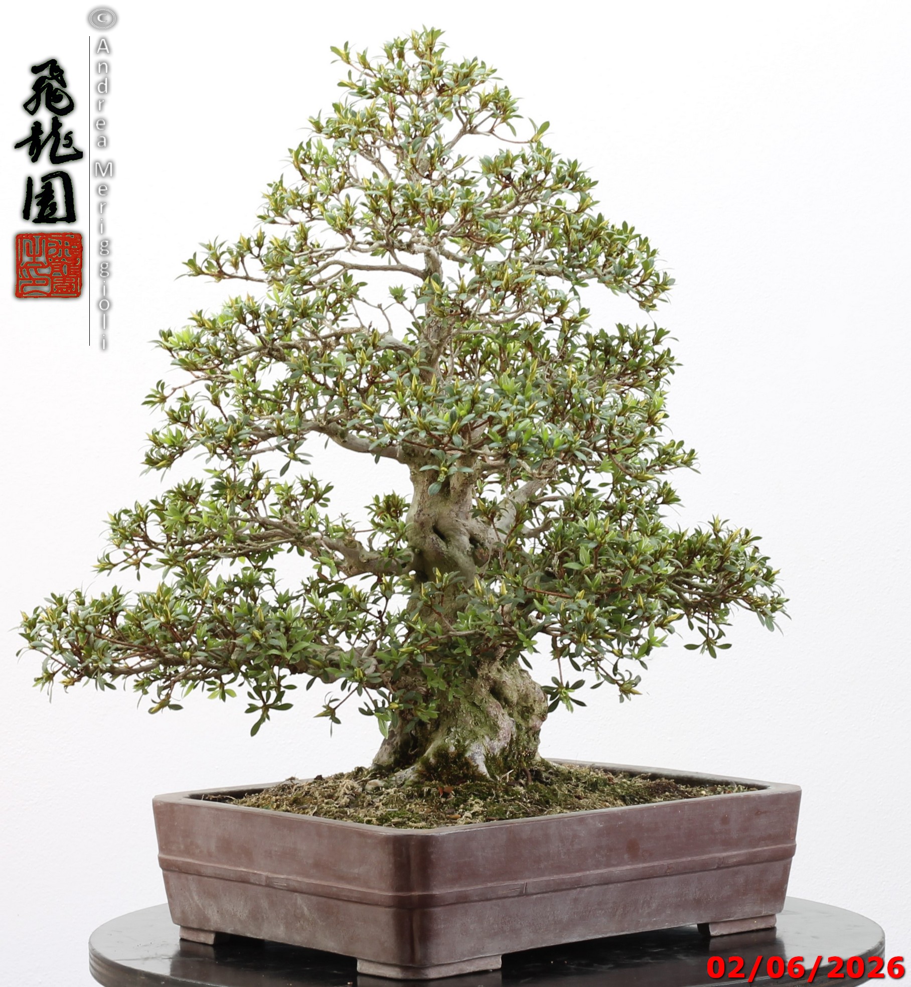Rhododendron azalea Aoi-no-hikari - Image 7