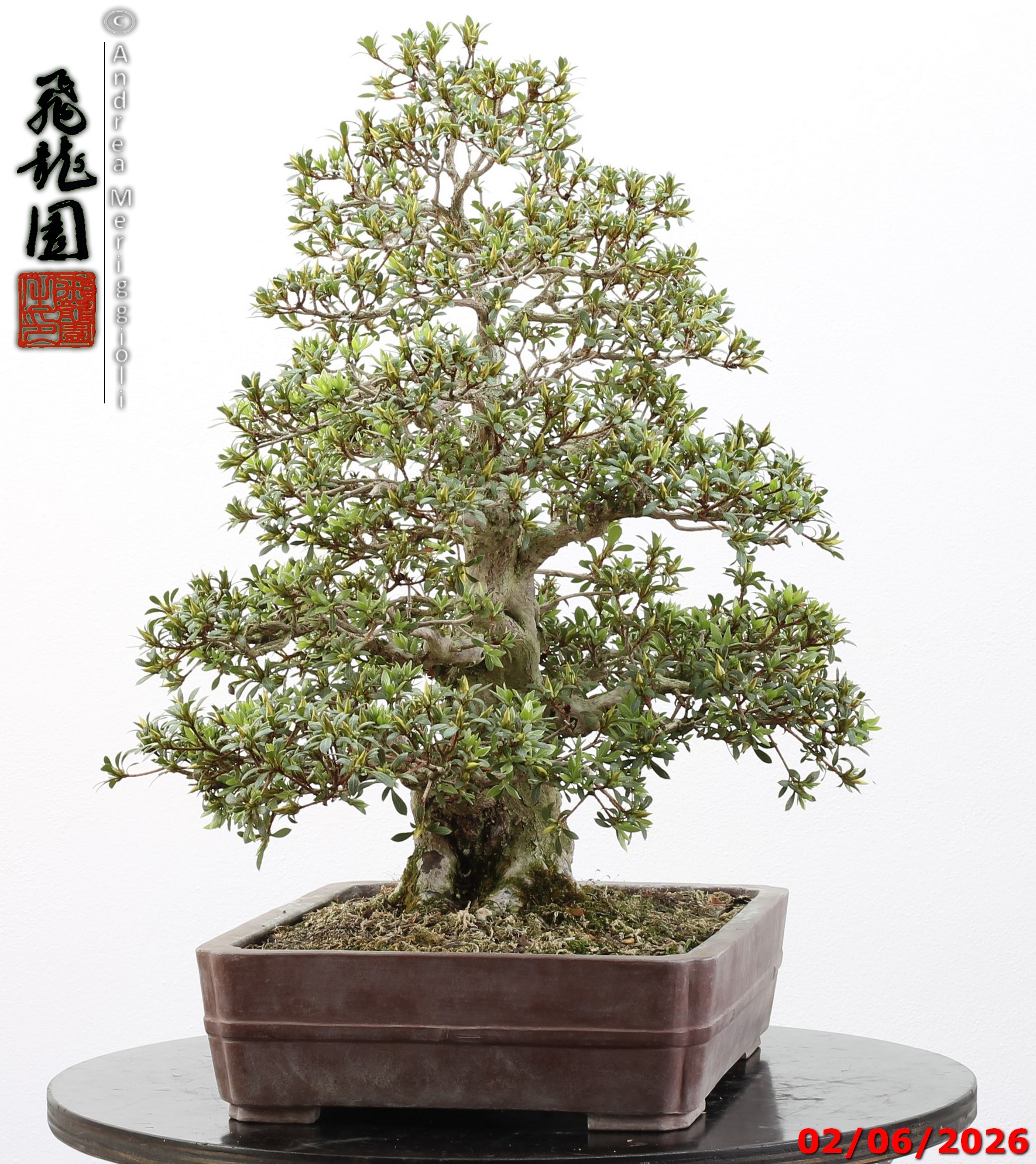 Rhododendron azalea Aoi-no-hikari - Image 8