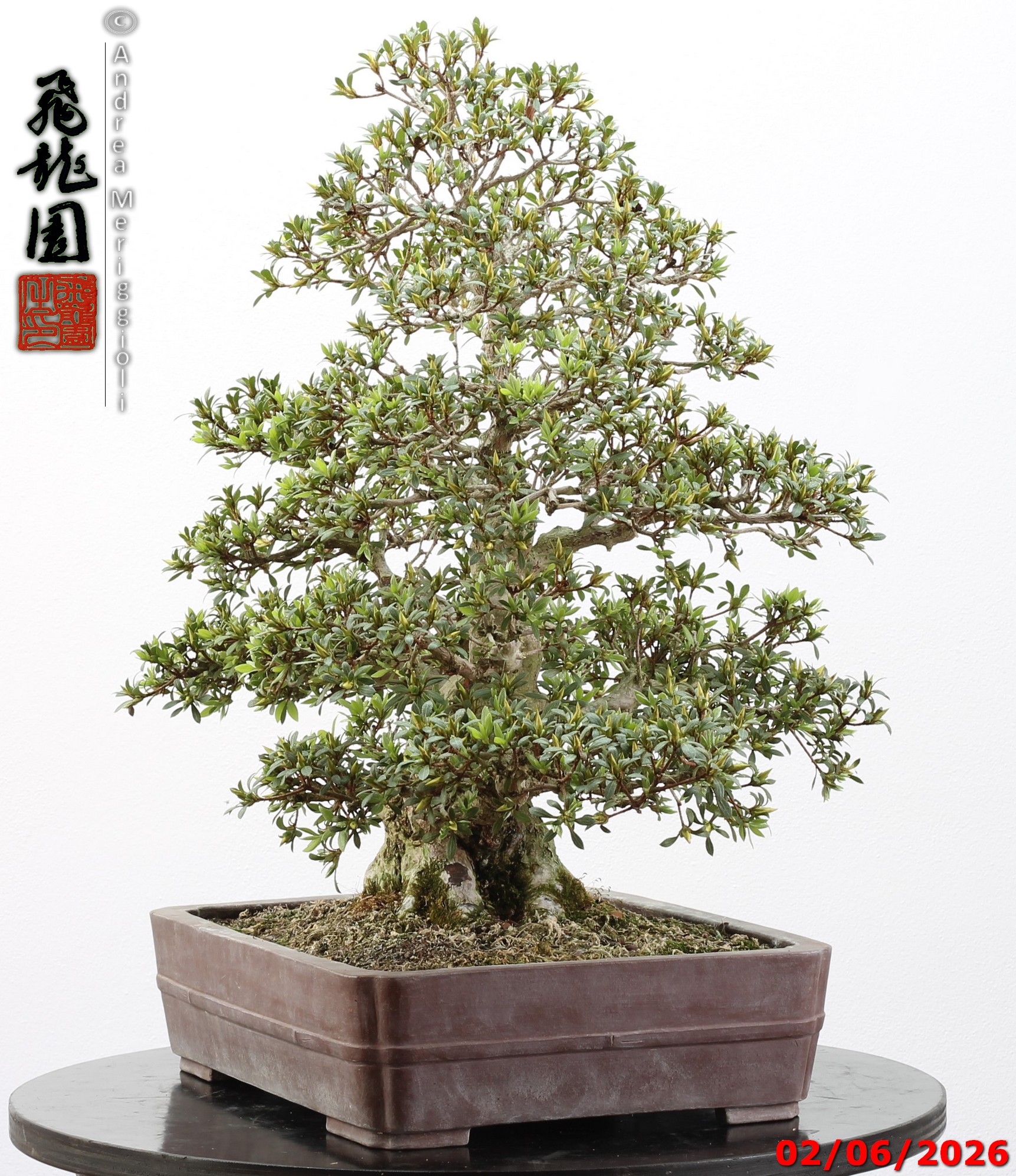 Rhododendron azalea Aoi-no-hikari - Image 9