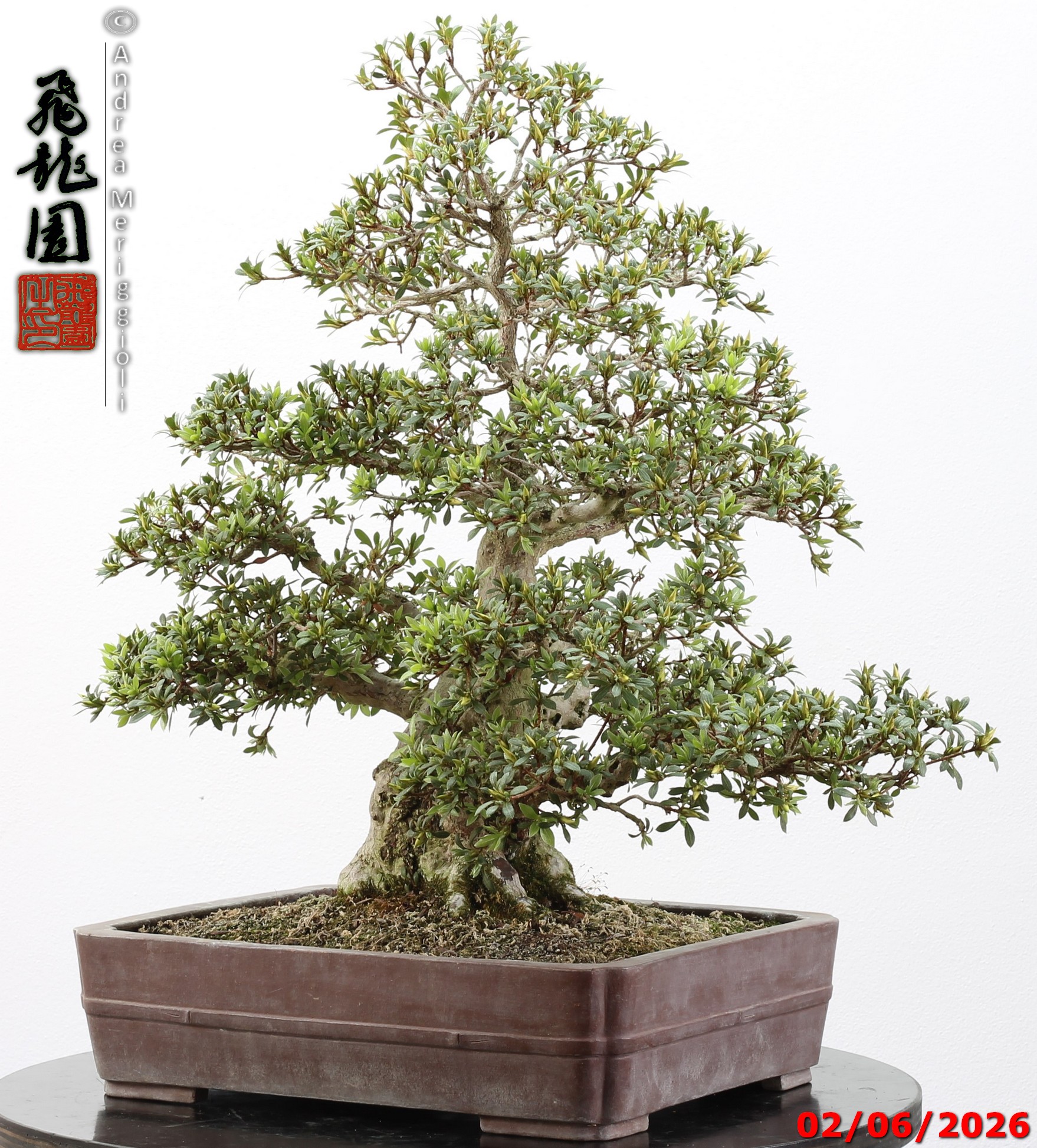 Rhododendron azalea Aoi-no-hikari - Image 10
