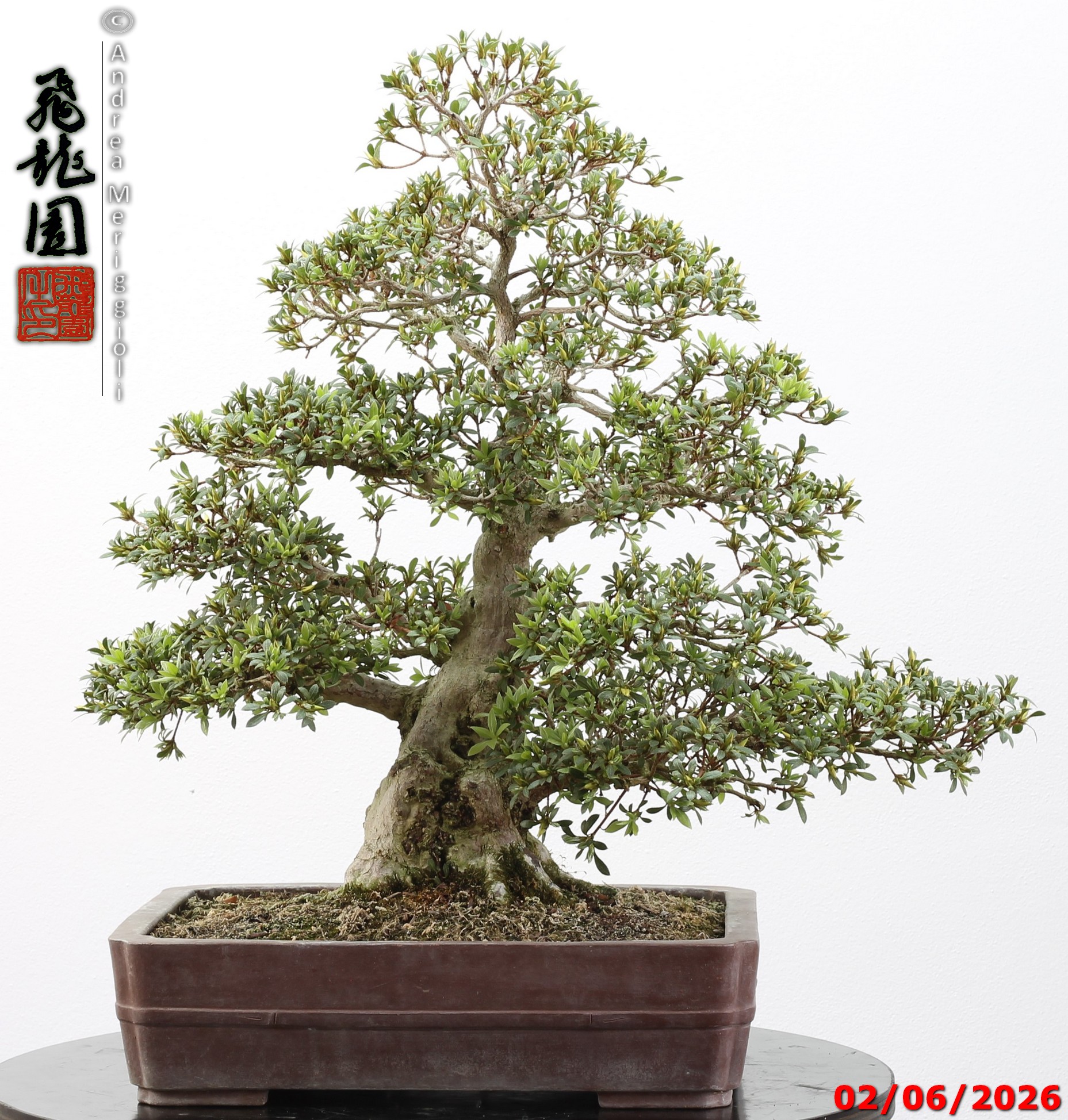 Rhododendron azalea Aoi-no-hikari - Image 11