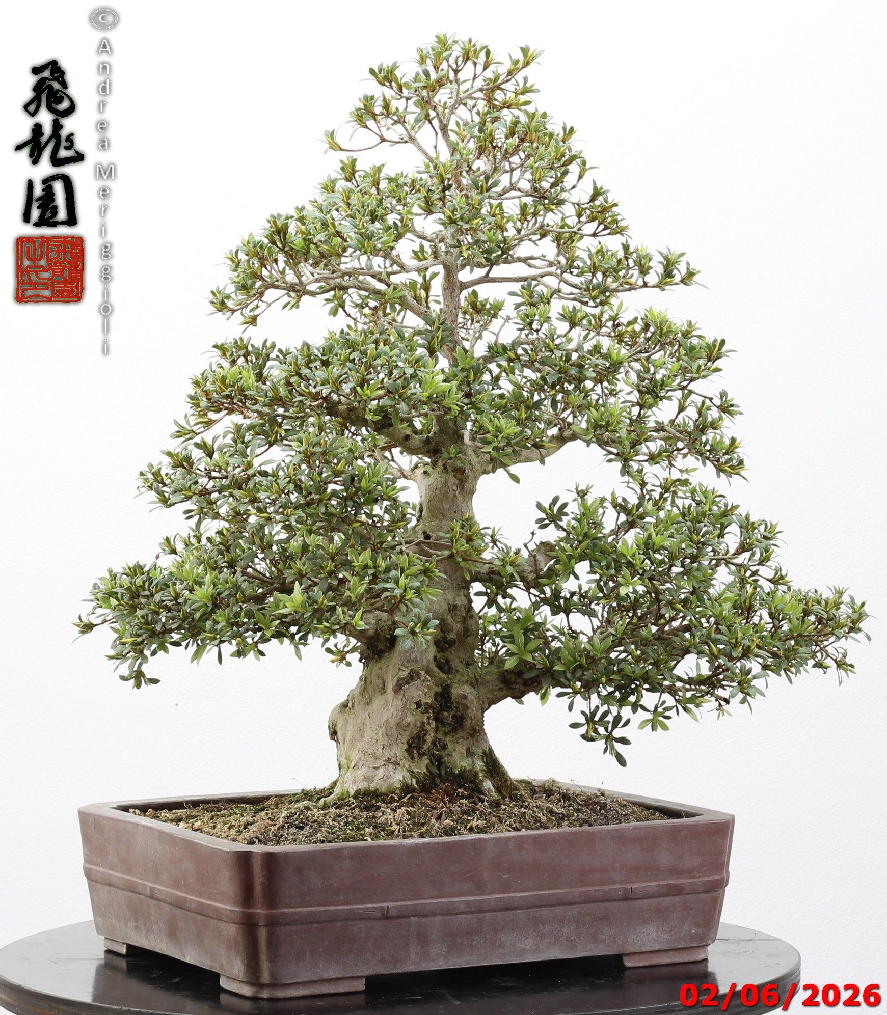 Rhododendron azalea Aoi-no-hikari - Image 12