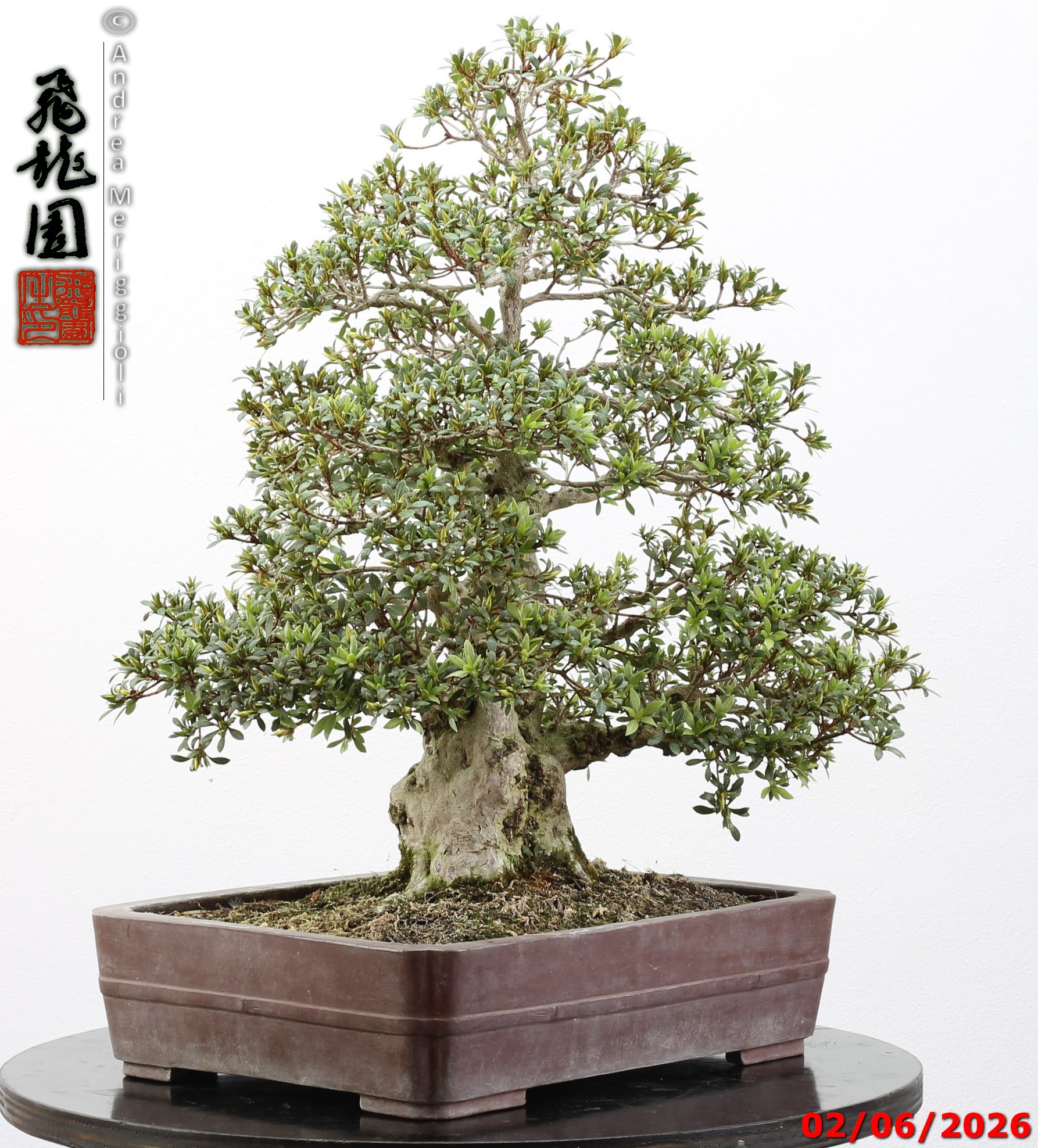 Rhododendron azalea Aoi-no-hikari - Image 13