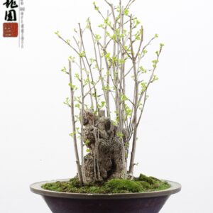 Ginko biloba