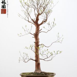 Stewartia