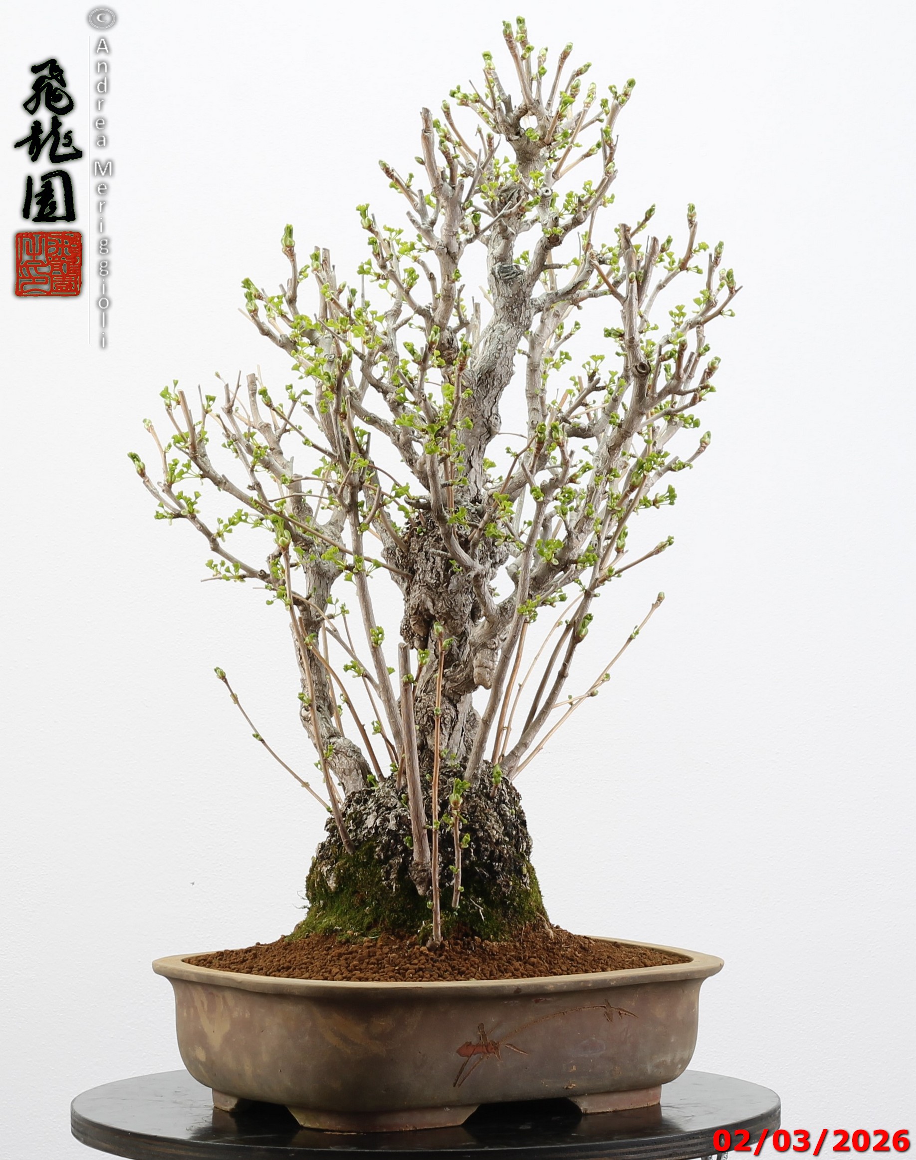 Ginko biloba - Image 12