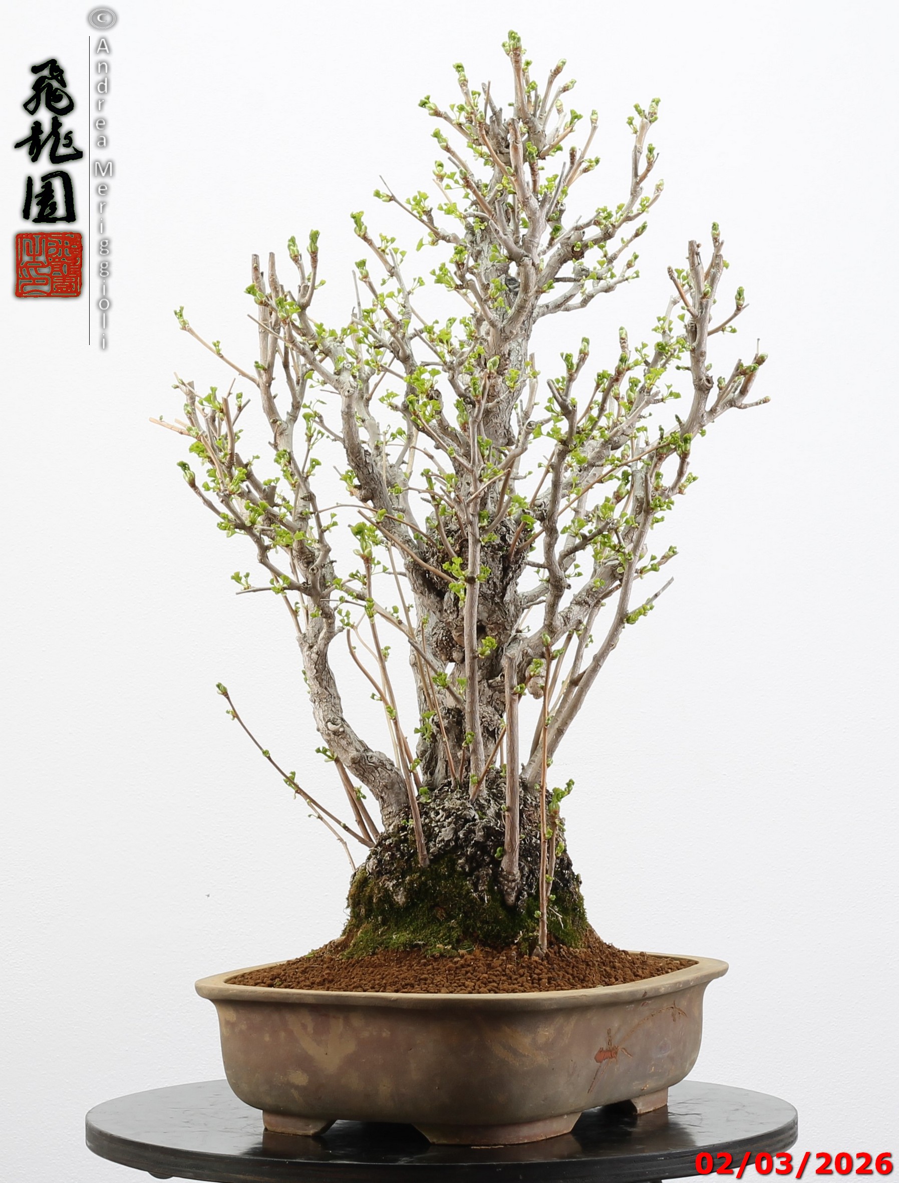 Ginko biloba - Image 11