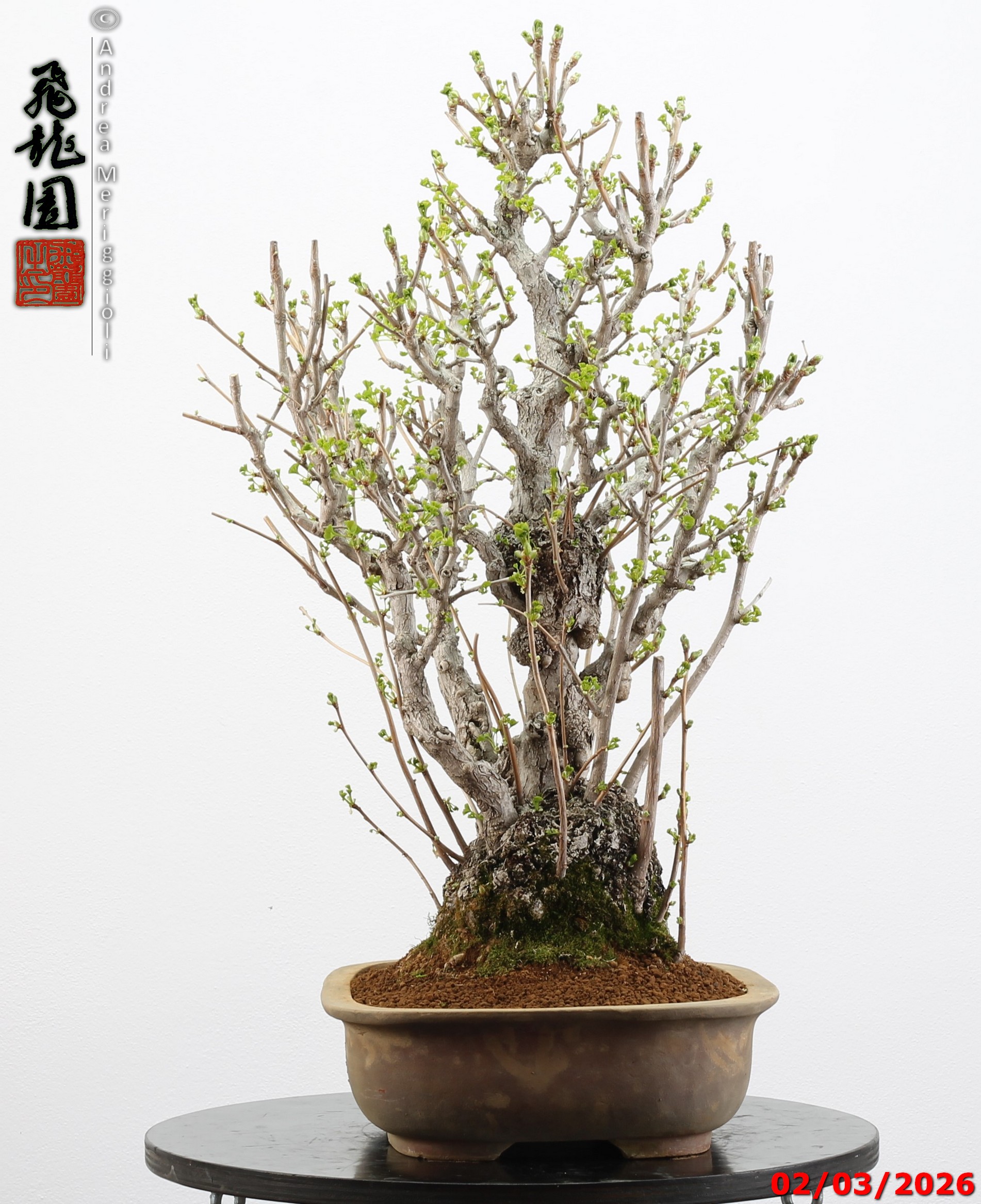 Ginko biloba - Image 10