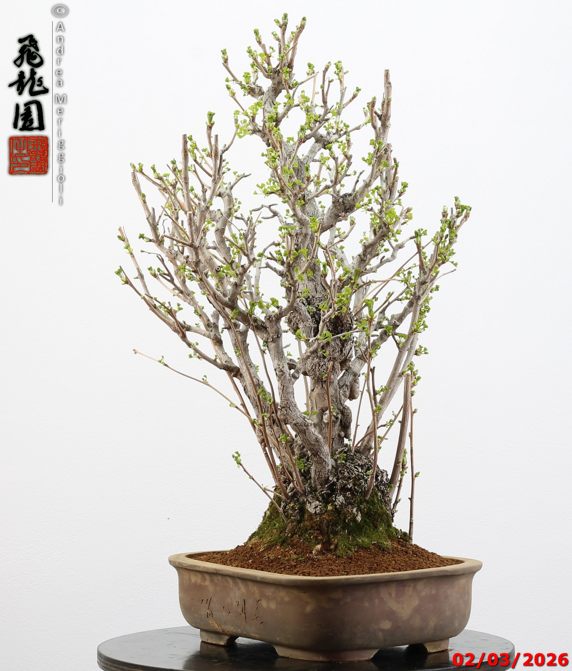 Ginko biloba - Image 9