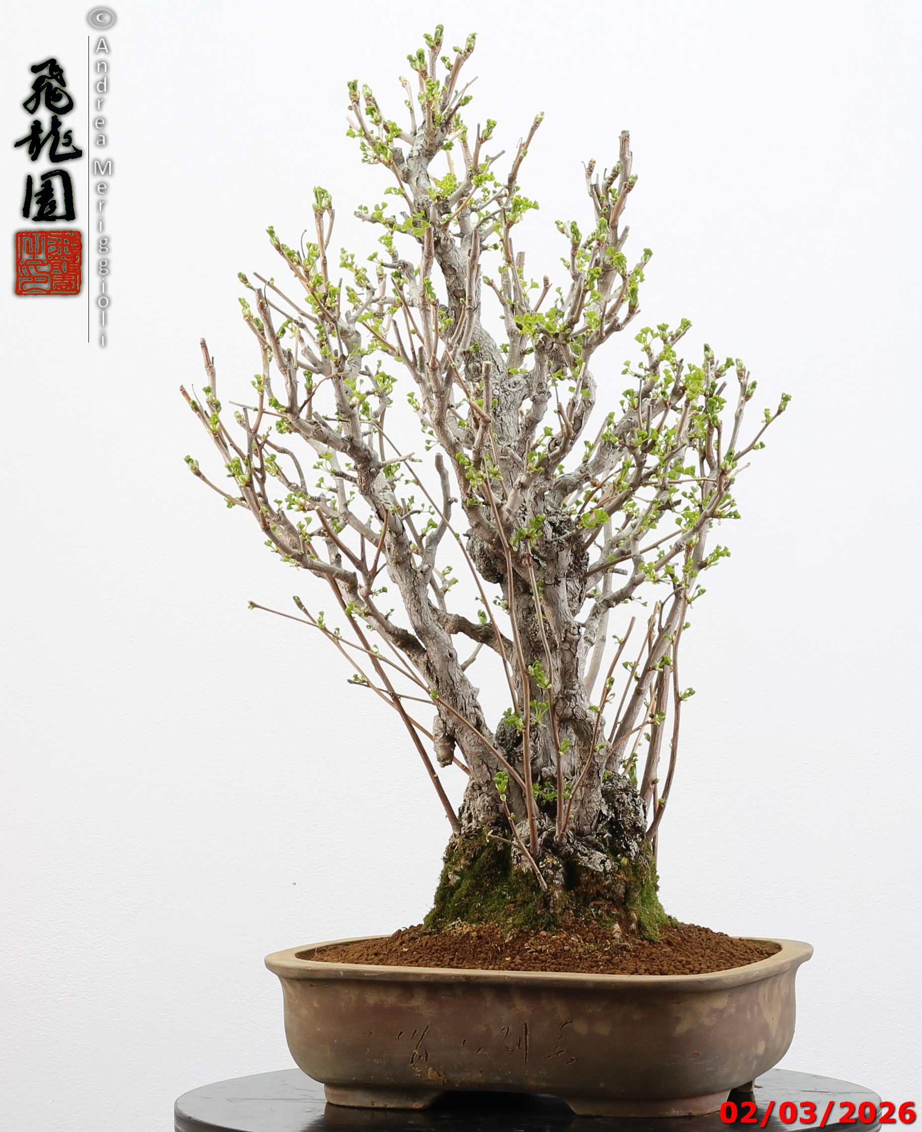 Ginko biloba - Image 8